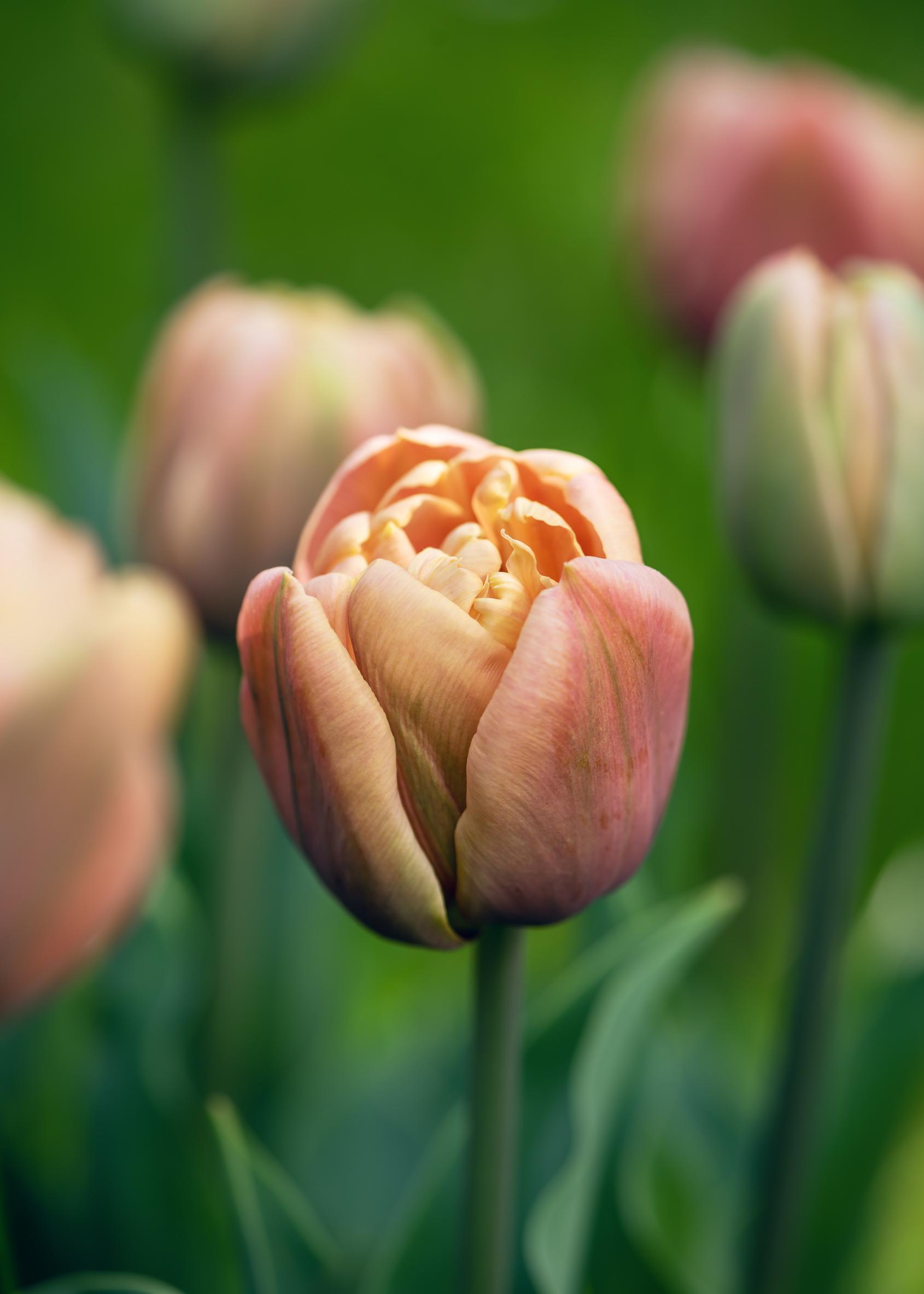 'La Belle Époque' -tulppaani