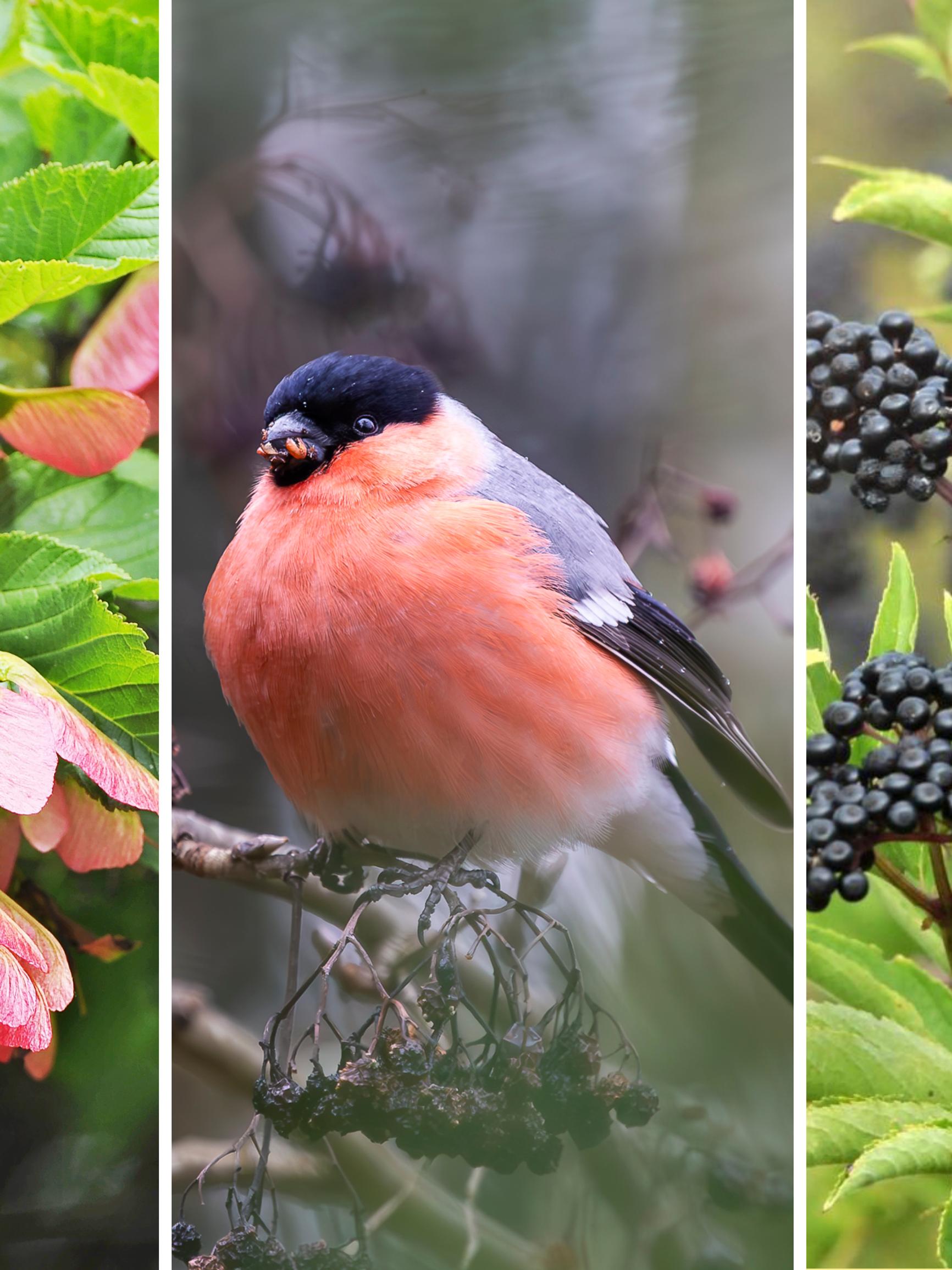 Valitse puutarhaan kasveja, jotka ruokkivat lintuja syksyllä ja talvella – biologi Leena Luoto vinkkaa parhaat lajit