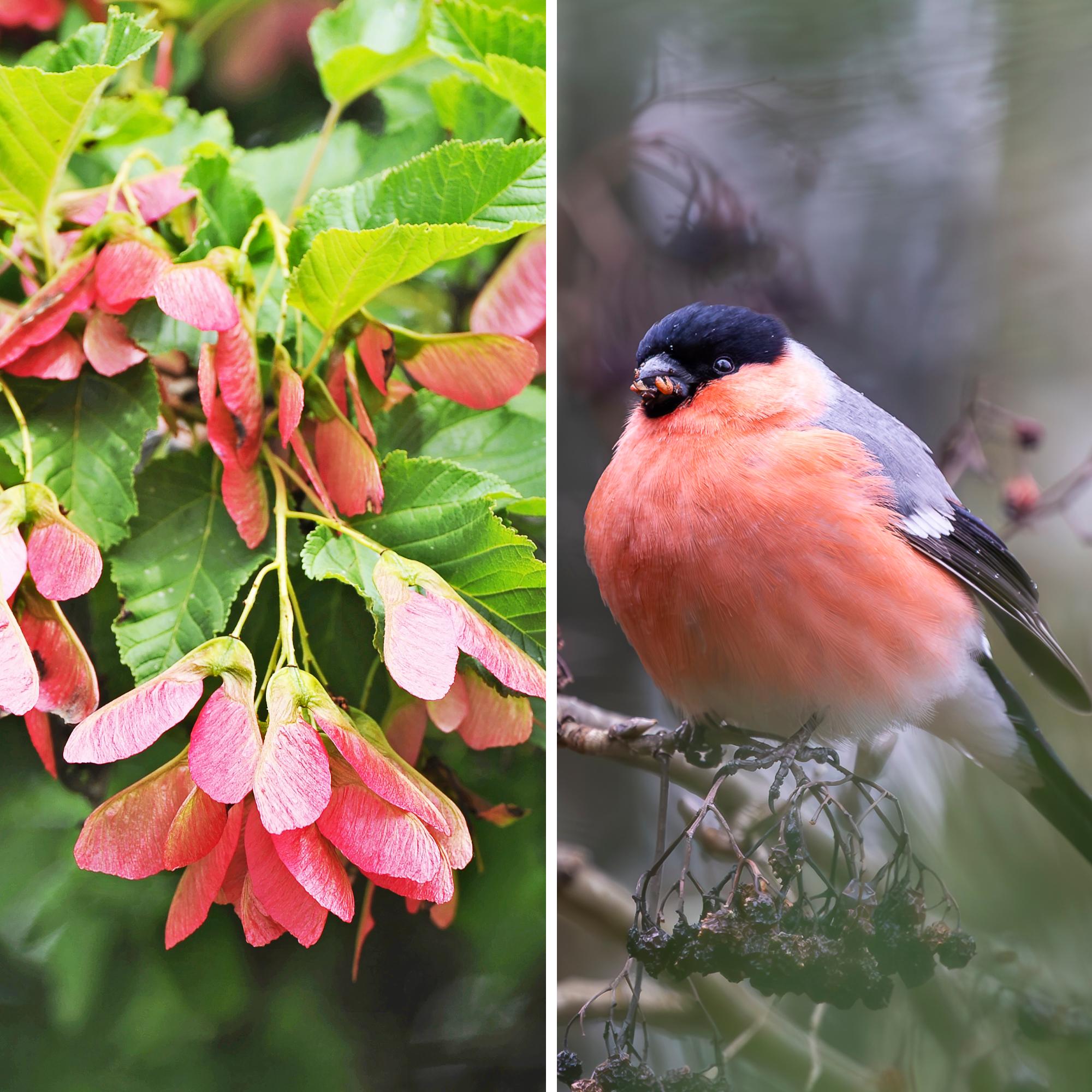 Valitse puutarhaan kasveja, jotka ruokkivat lintuja syksyllä ja talvella – biologi Leena Luoto vinkkaa parhaat lajit