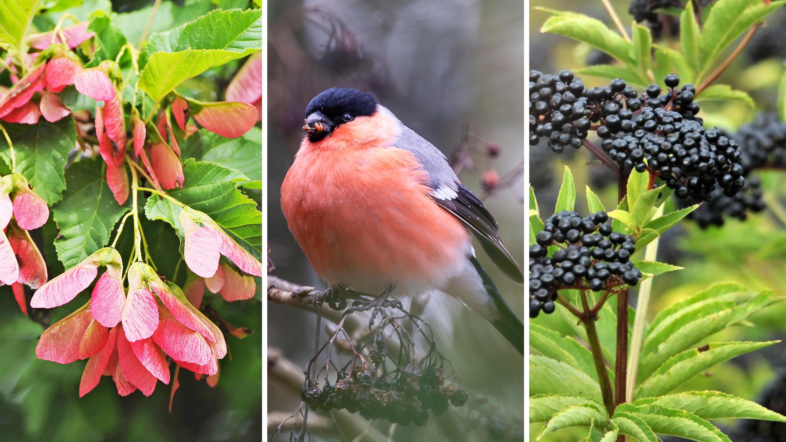 Valitse puutarhaan kasveja, jotka ruokkivat lintuja syksyllä ja talvella – biologi Leena Luoto vinkkaa parhaat lajit