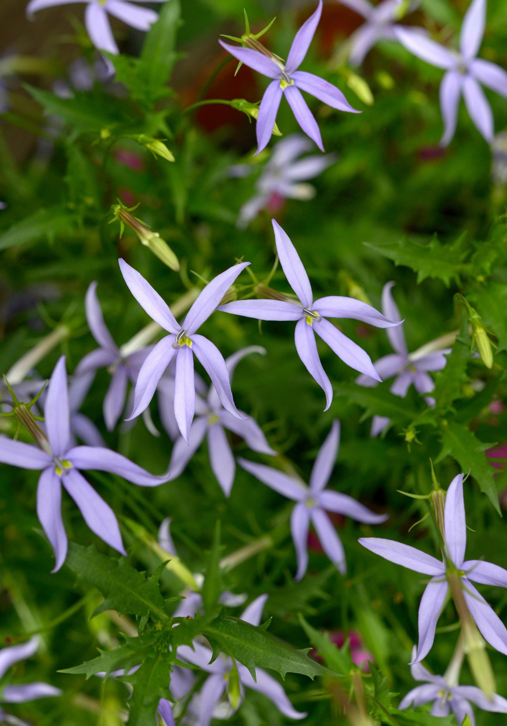 Tähtilobelia