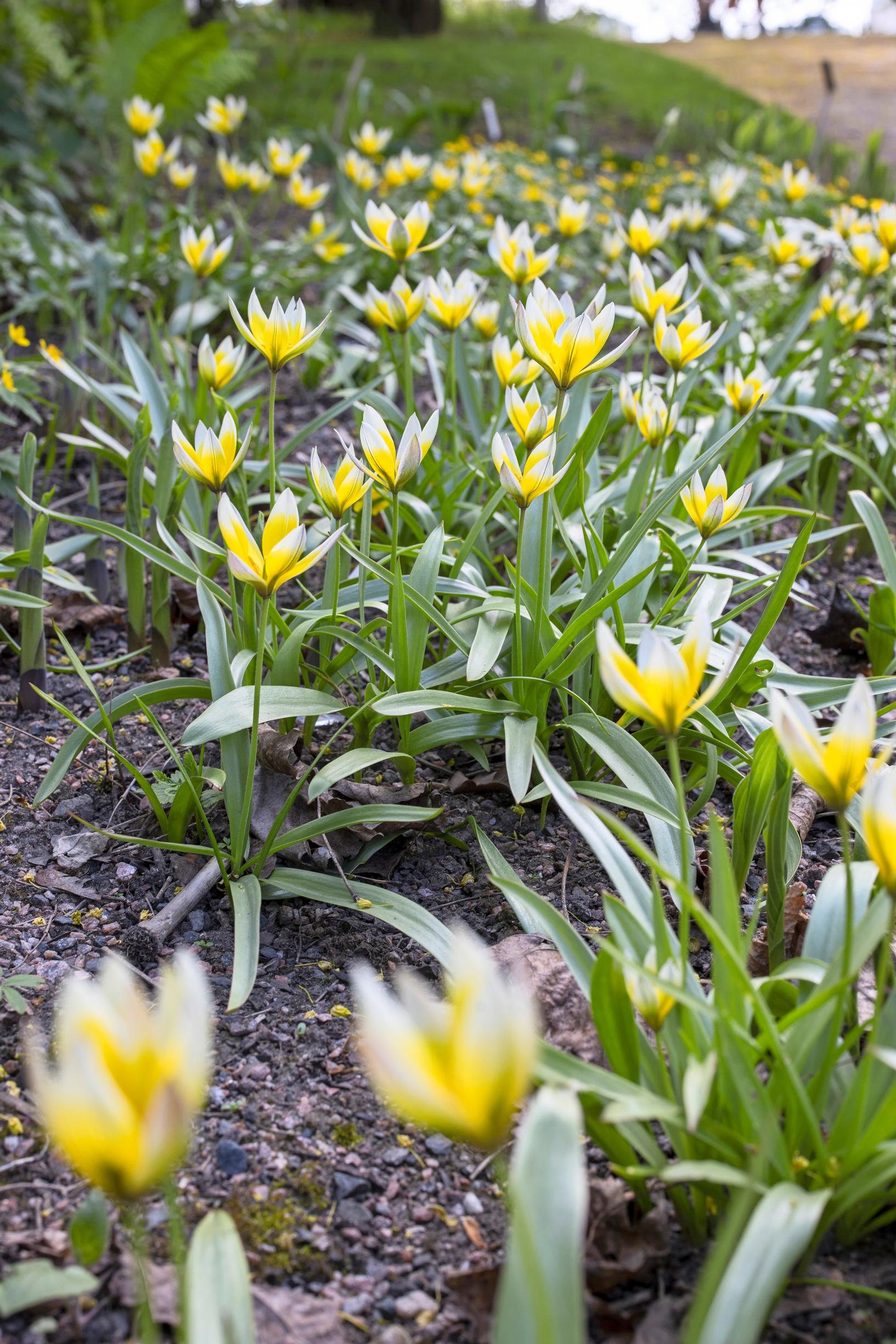 Parvitulppaani (Tulipa tarda)