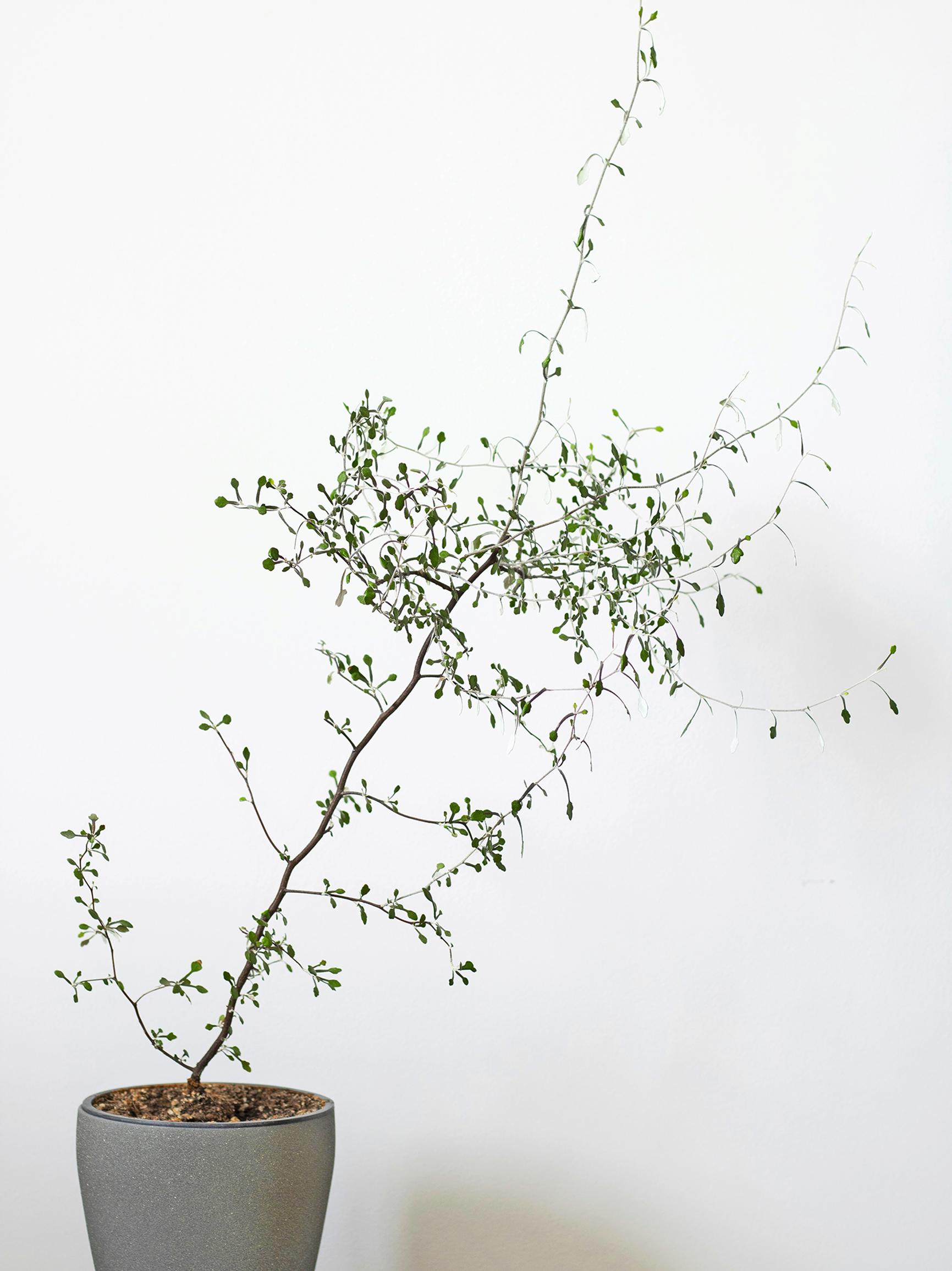 Kummituspuu näivettyy helposti kuivassa huoneilmassa: auta kasvi talven yli ottamalla pistokkaita – näin onnistut!