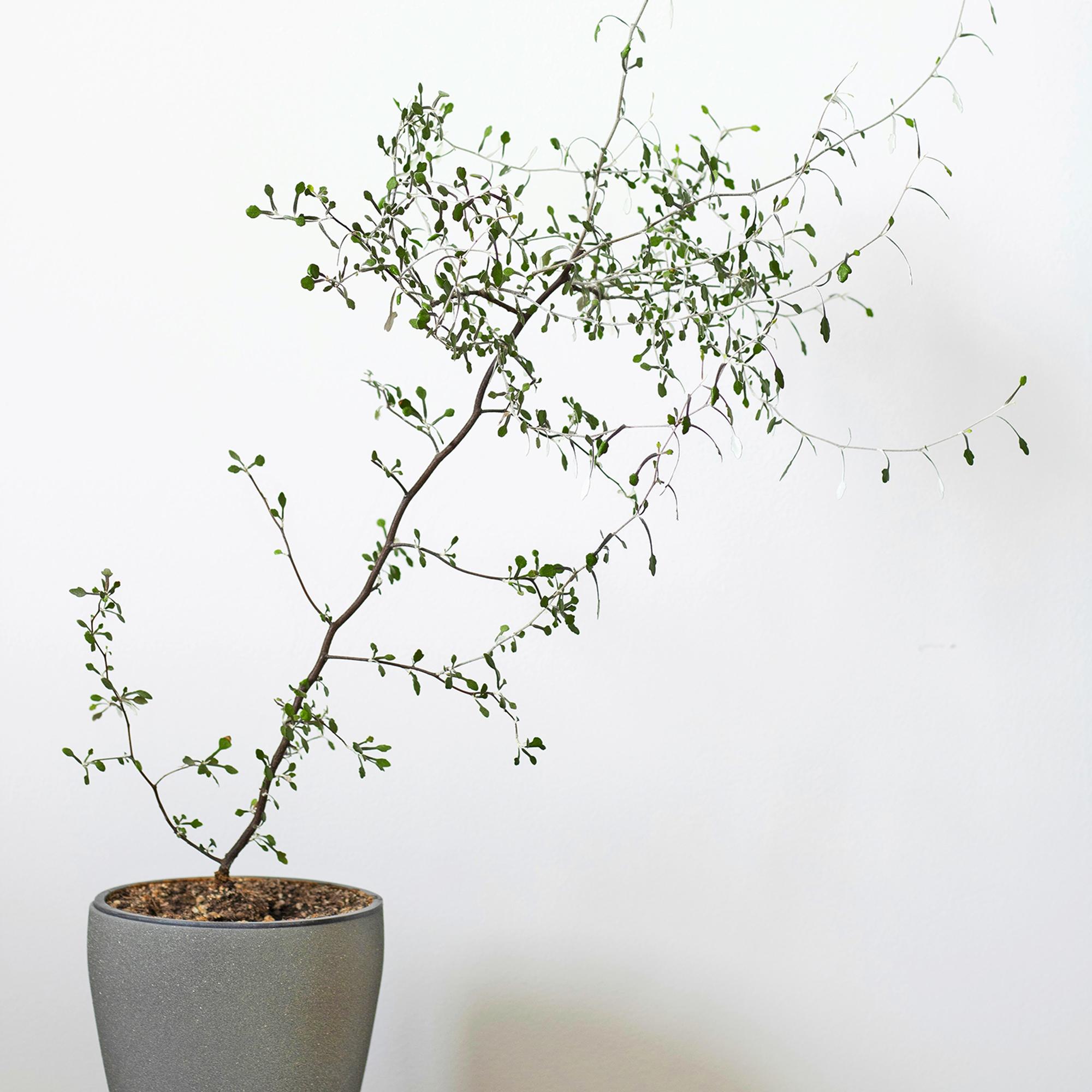 Kummituspuu näivettyy helposti kuivassa huoneilmassa: auta kasvi talven yli ottamalla pistokkaita – näin onnistut!