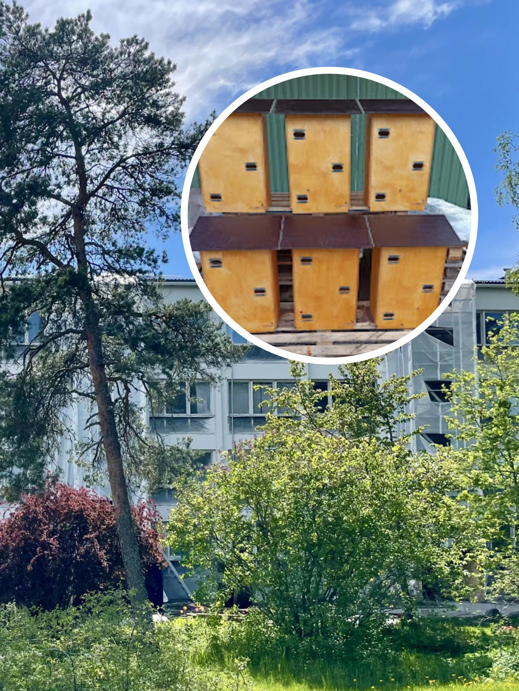 223 kotia ihmisille – ja 18 kotia tervapääskyille! Helsinkiläiset asukkaat tekivät yllättävän ratkaisun remontissa