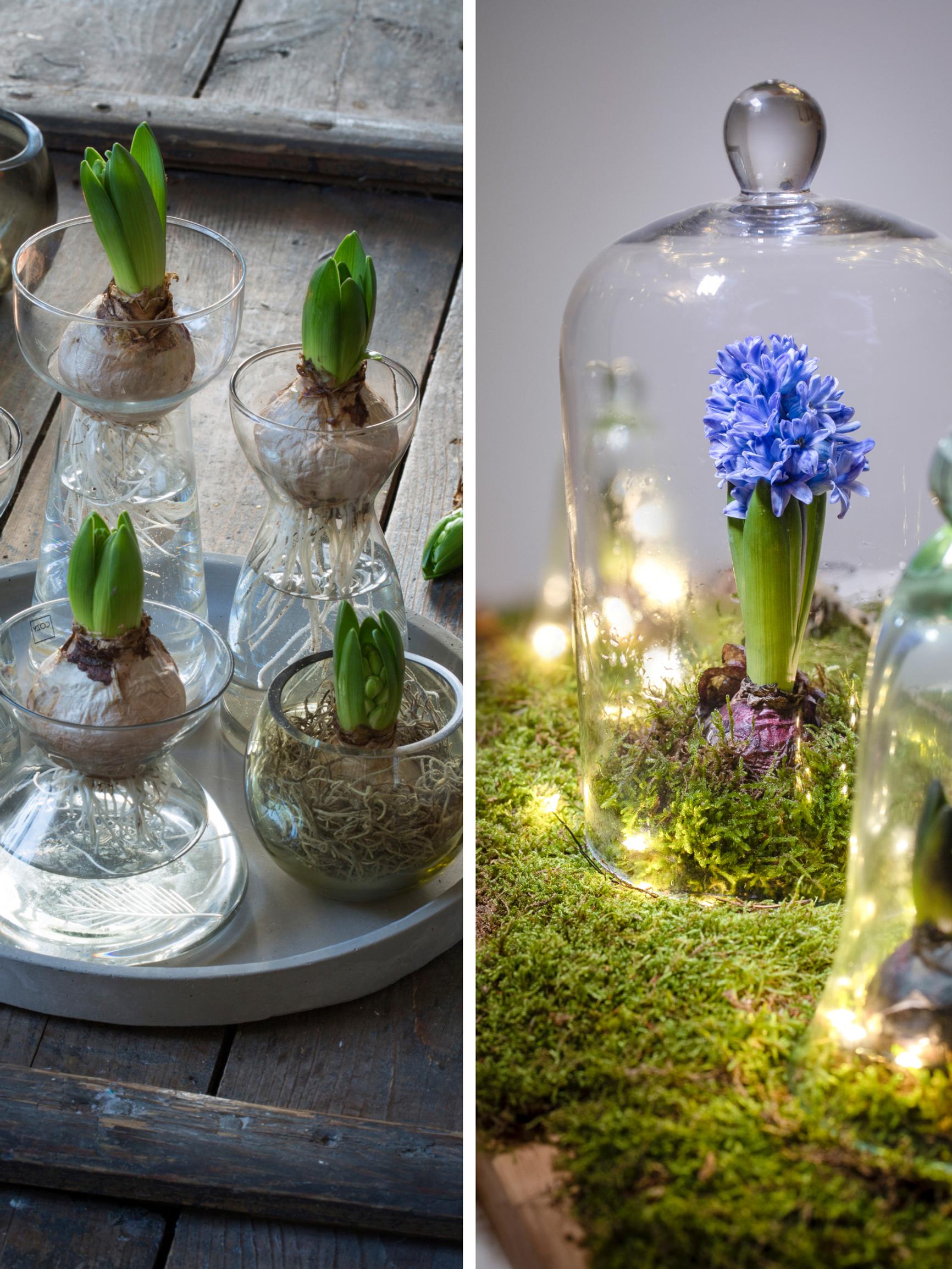 Miksei nuppu avaudu, ja miksi varsi venähti? Hortonomi vinkkaa, miten usein hyasinttia ja amaryllista kannattaa kastella