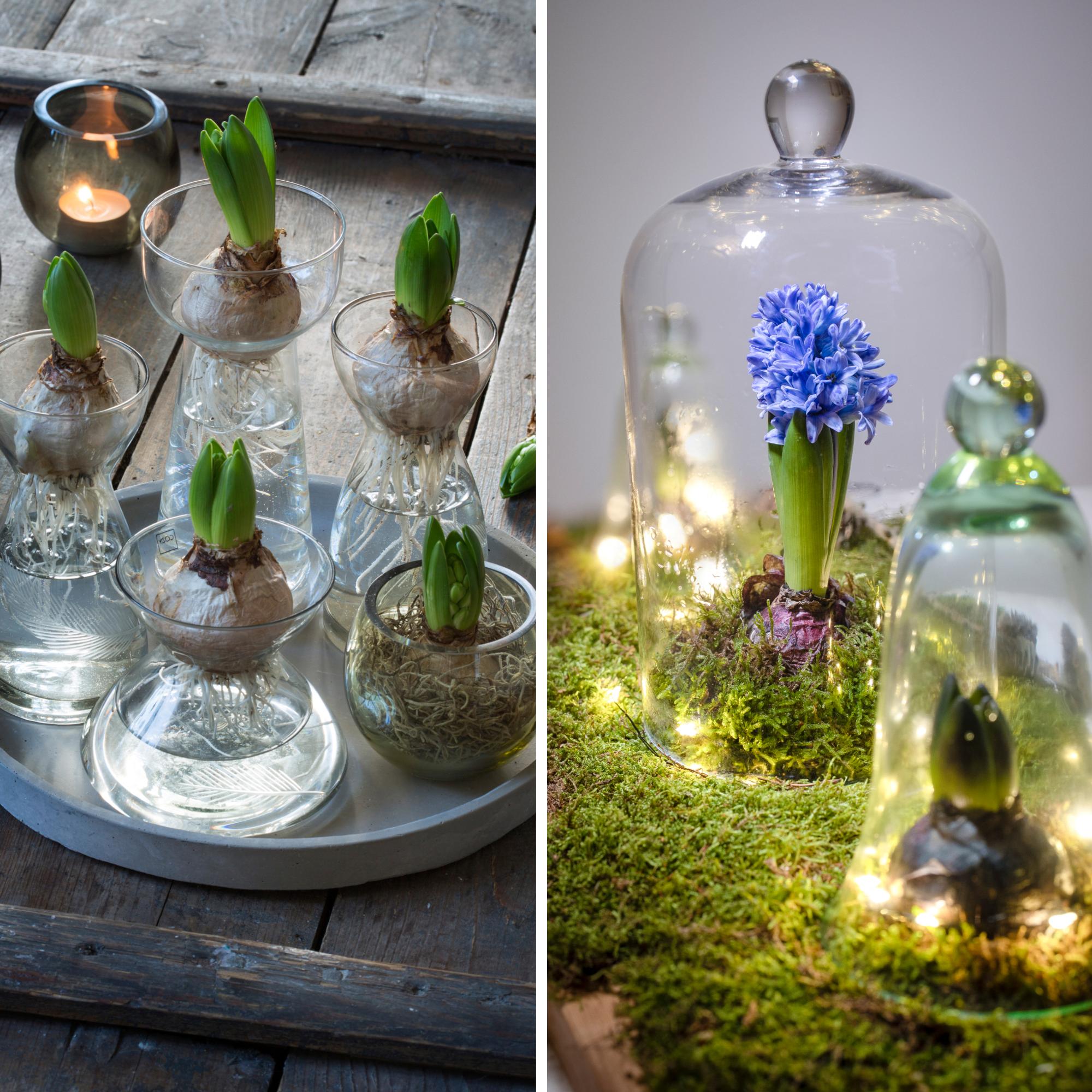 Miksei nuppu avaudu, ja miksi varsi venähti? Hortonomi vinkkaa, miten usein hyasinttia ja amaryllista kannattaa kastella