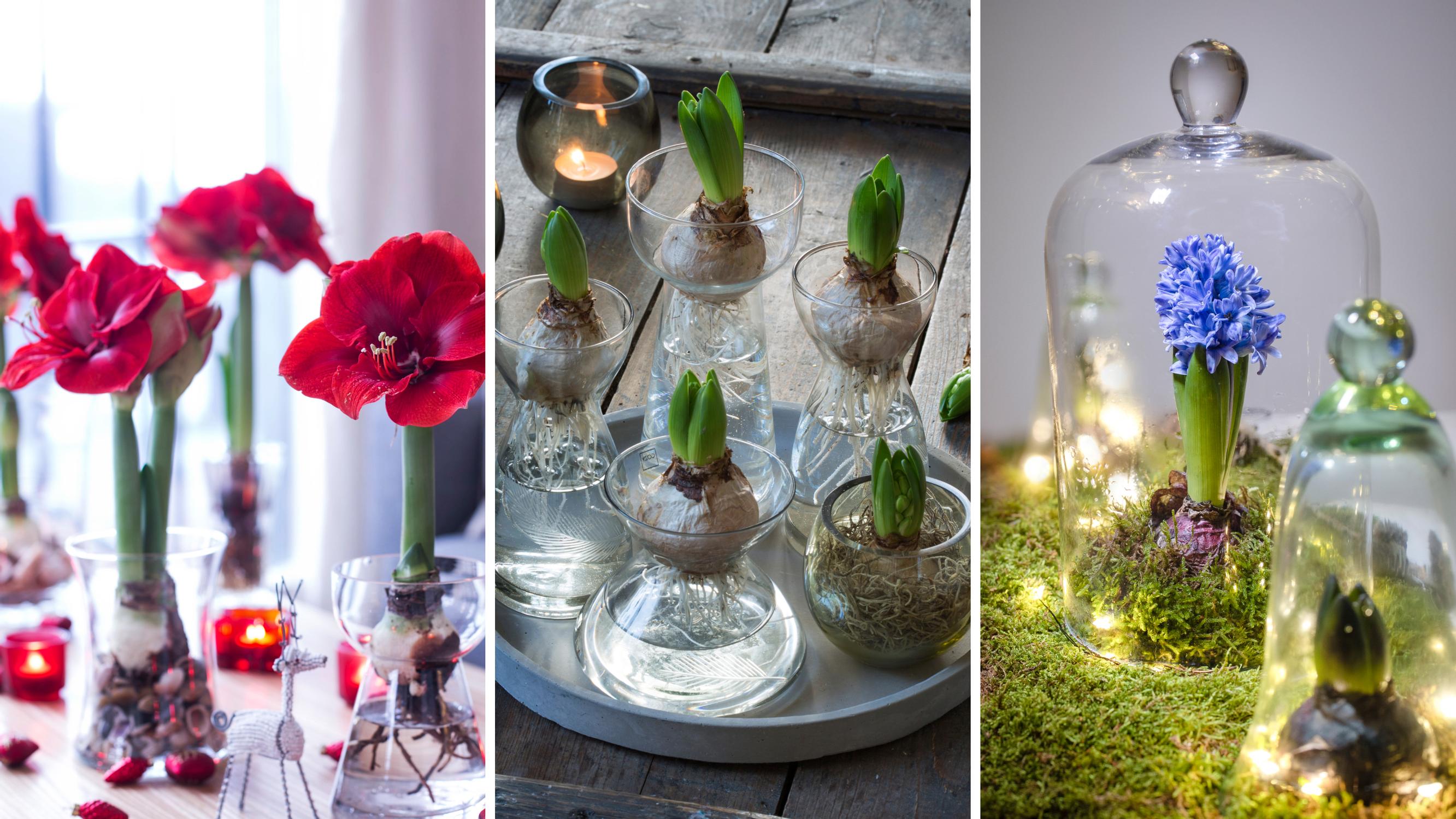 Miksei nuppu avaudu, ja miksi varsi venähti? Hortonomi vinkkaa, miten usein hyasinttia ja amaryllista kannattaa kastella