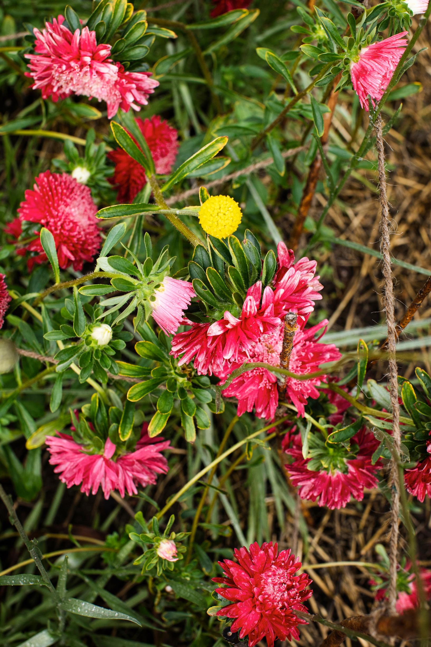 Kiinanasteri ’Princess Patricia’
