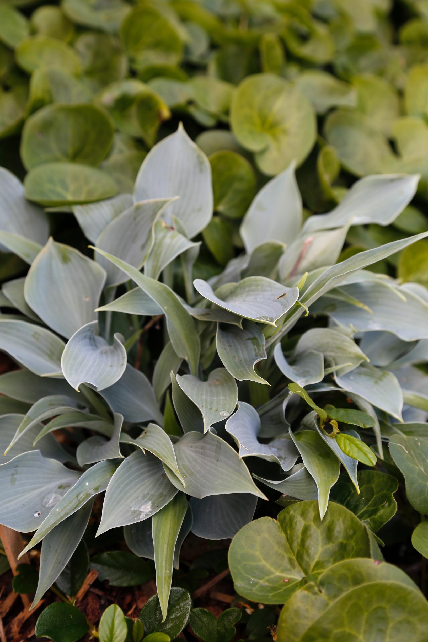 Kuunlilja 'Blue Diamond'