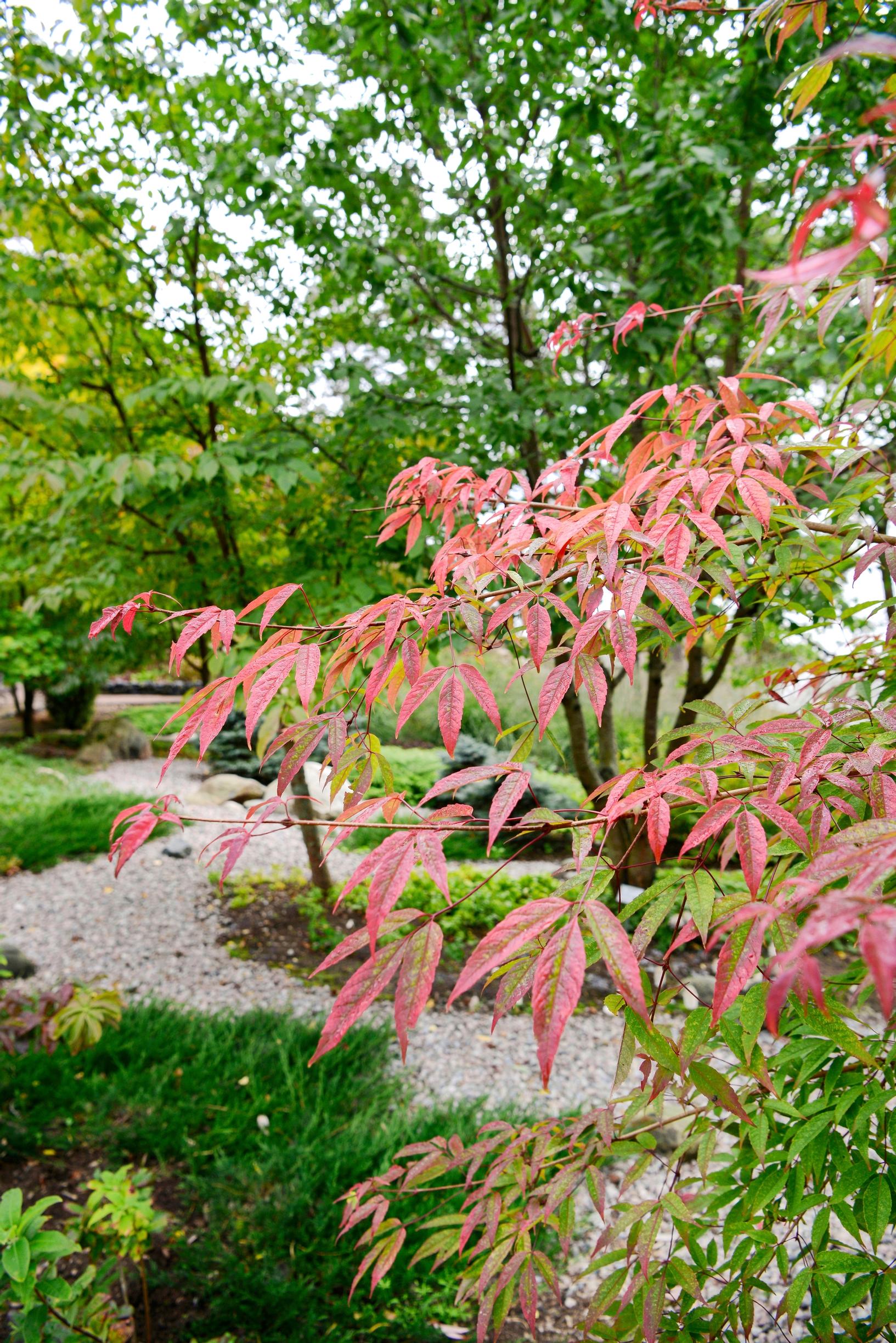 syyskasvit: mantsurianvaahtera Acer mandshuricum