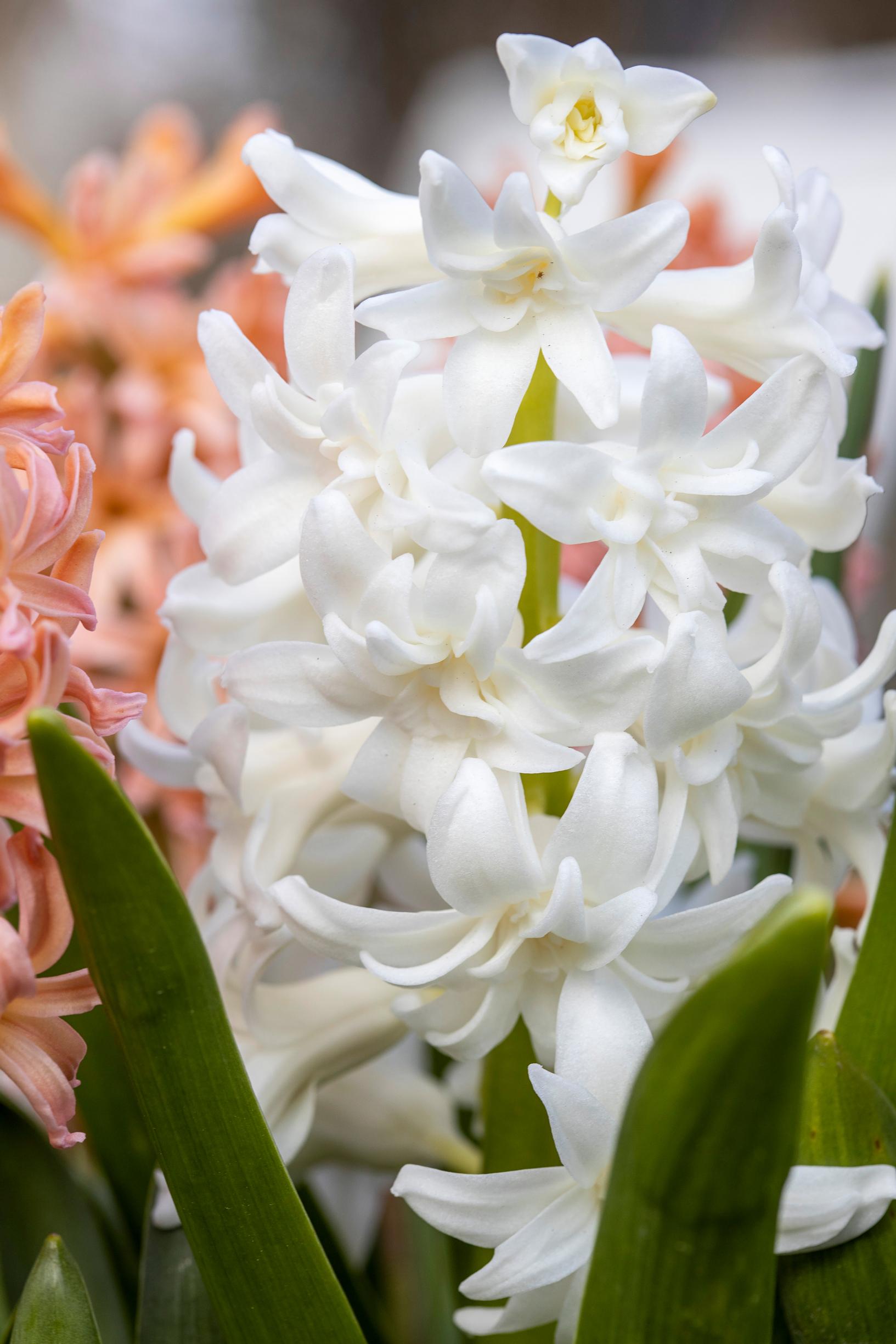 ’Snow Crystal’ hyasintti