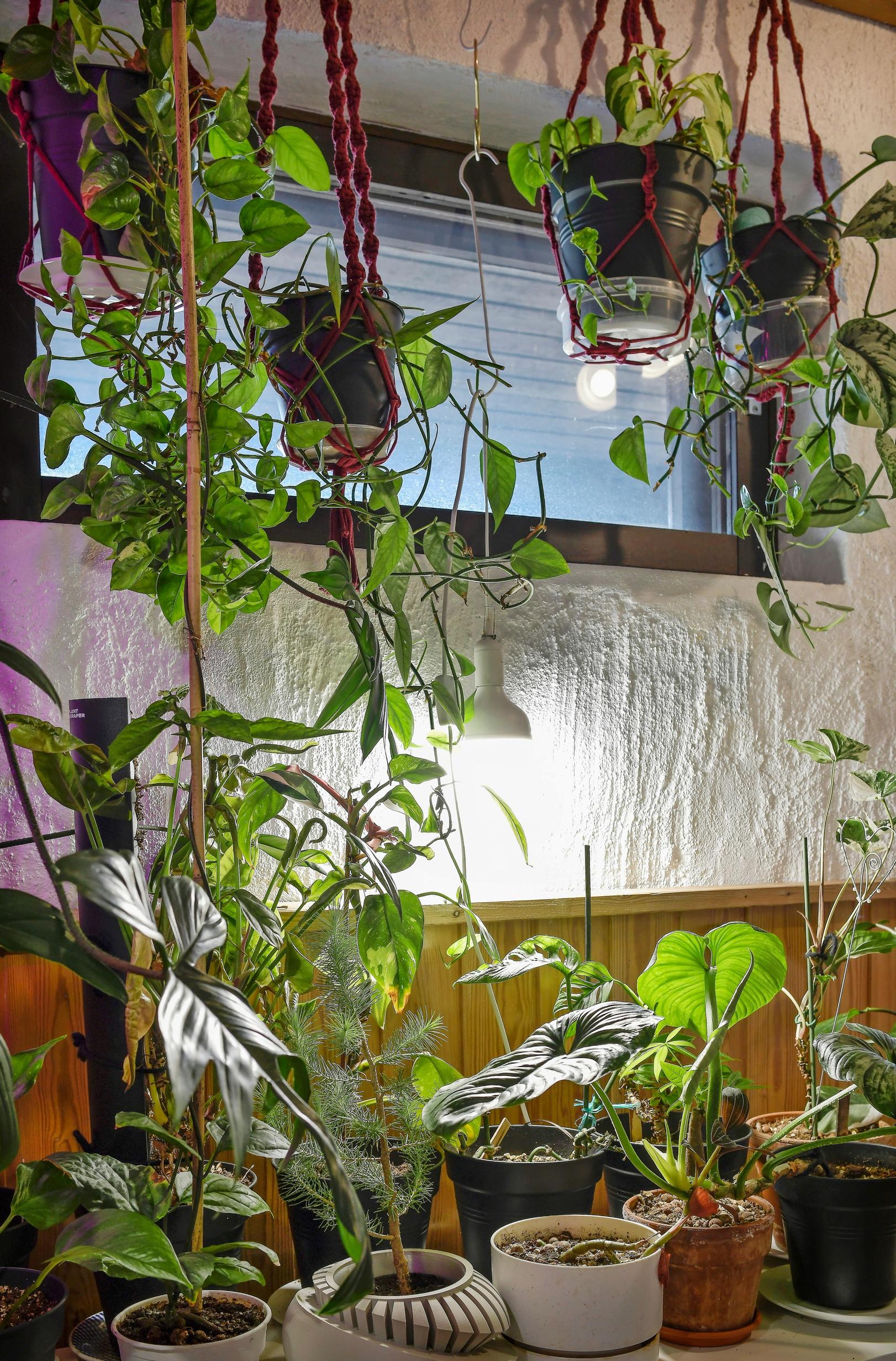 Kuvan led-kasvilamppu on TForce Philips 30 W.