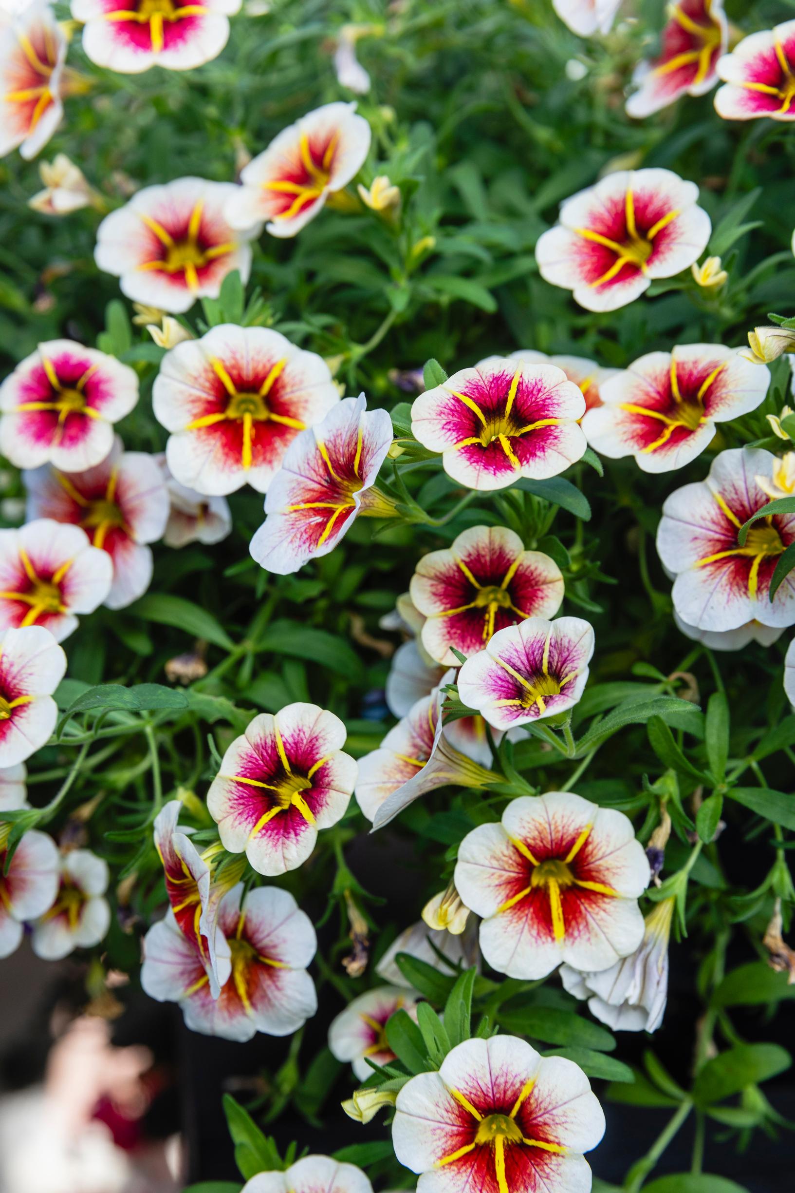 Monivärinen miljoonakello eli pikkupetunia
