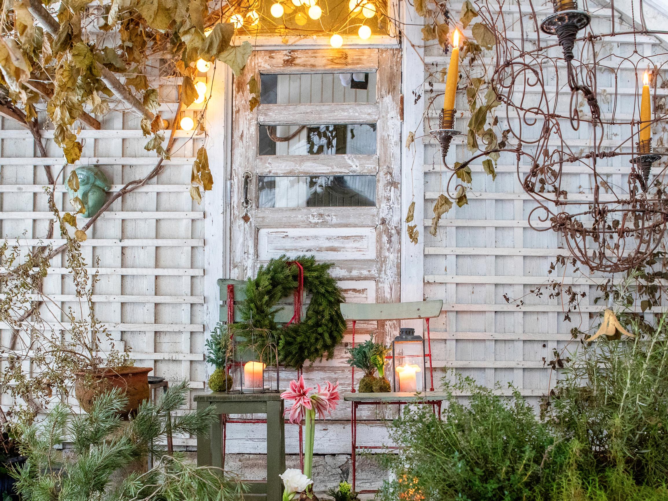 Puutarhurin kasvihuone täyttyy joulun alla havuista ja kauden kukista – parhaat kranssit syntyvät tuijista!