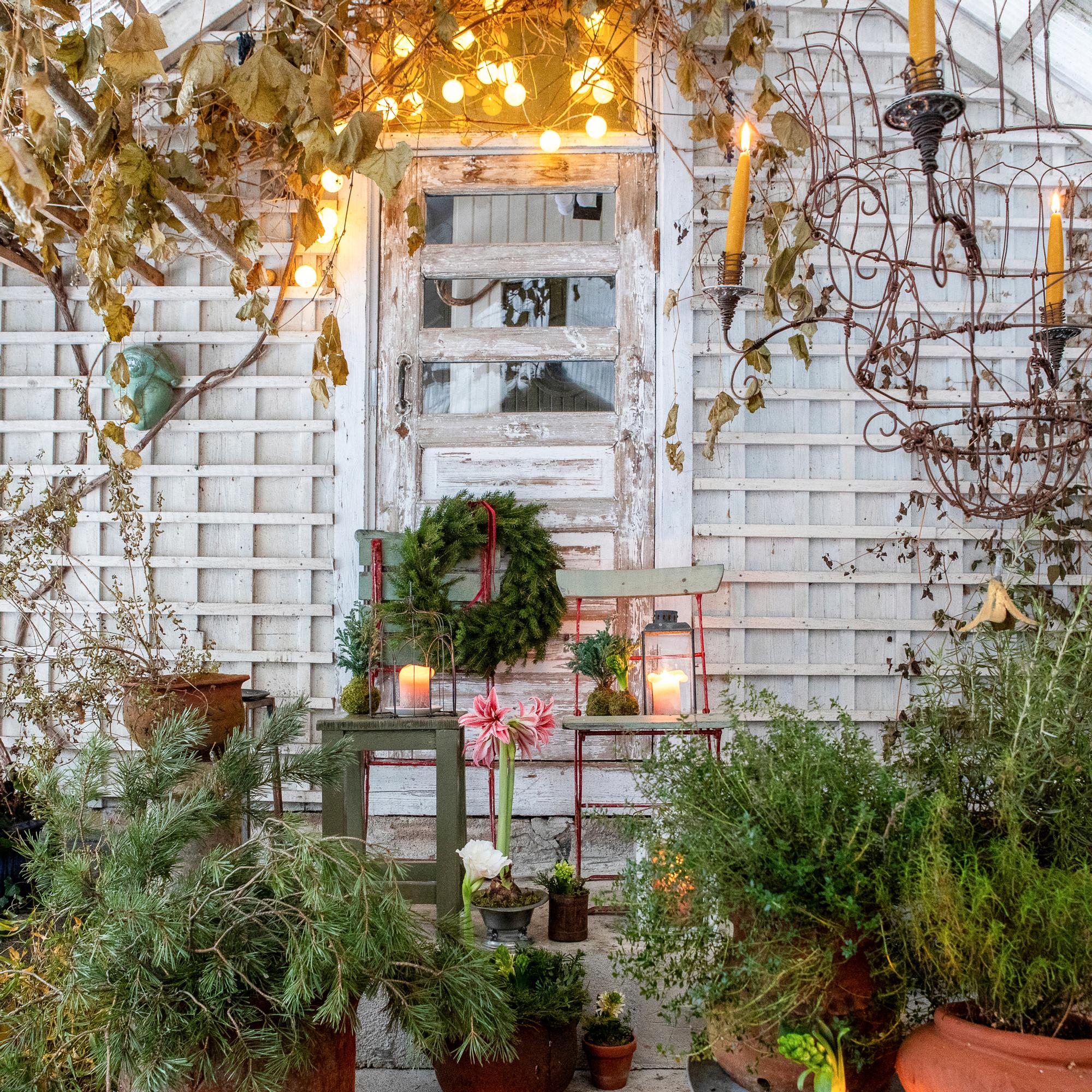 Puutarhurin kasvihuone täyttyy joulun alla havuista ja kauden kukista – parhaat kranssit syntyvät tuijista!