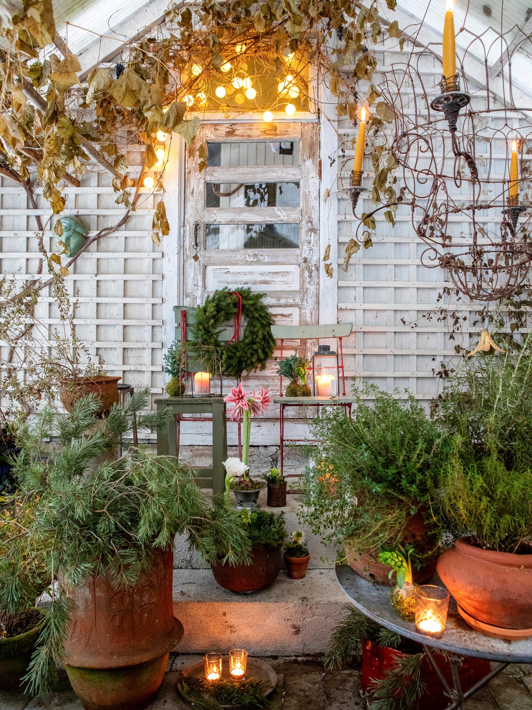 Puutarhurin kasvihuone täyttyy joulun alla havuista ja kauden kukista – parhaat kranssit syntyvät tuijista!