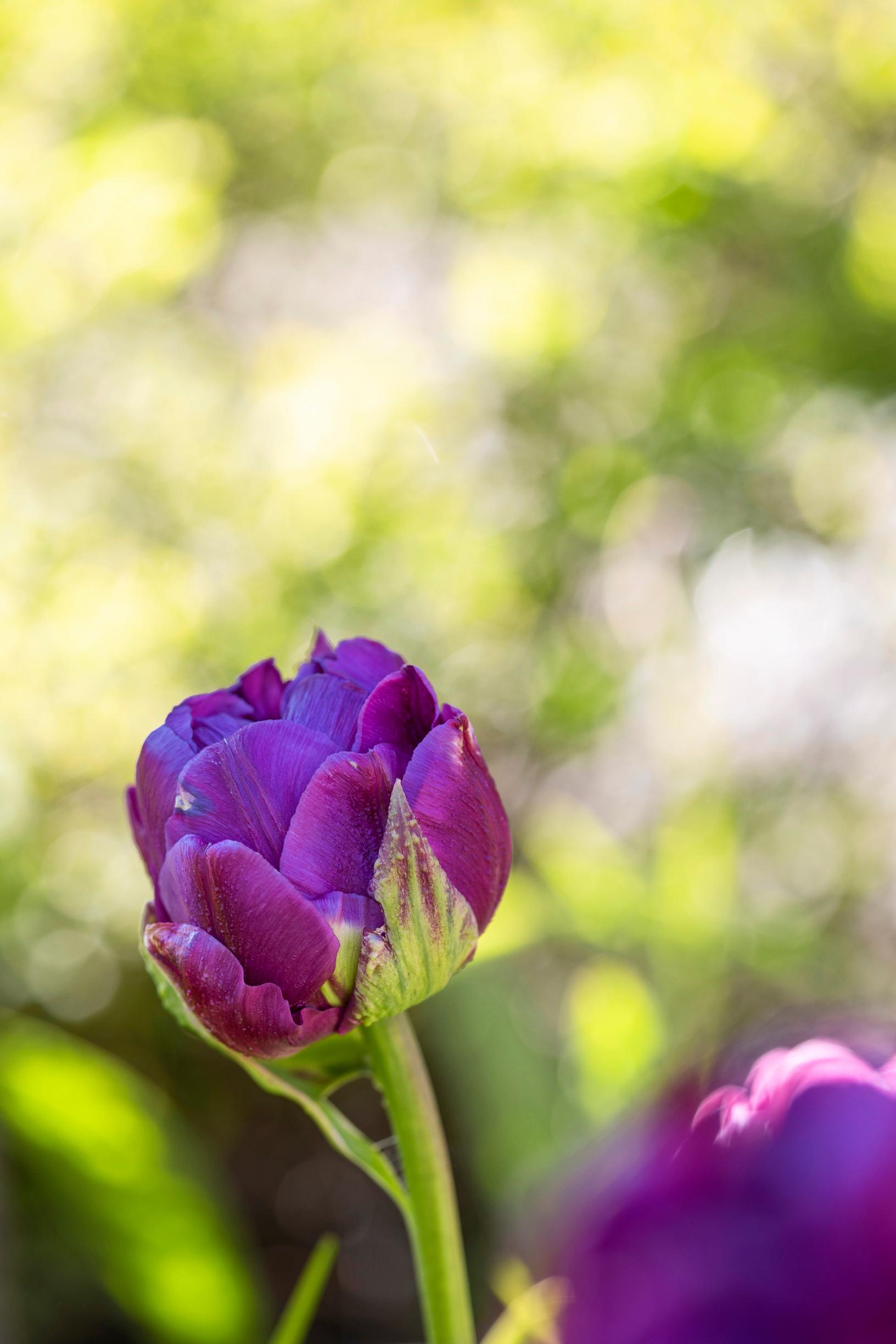'Purple Peony' on sähäkän violetti ja pyöreä tulppaani