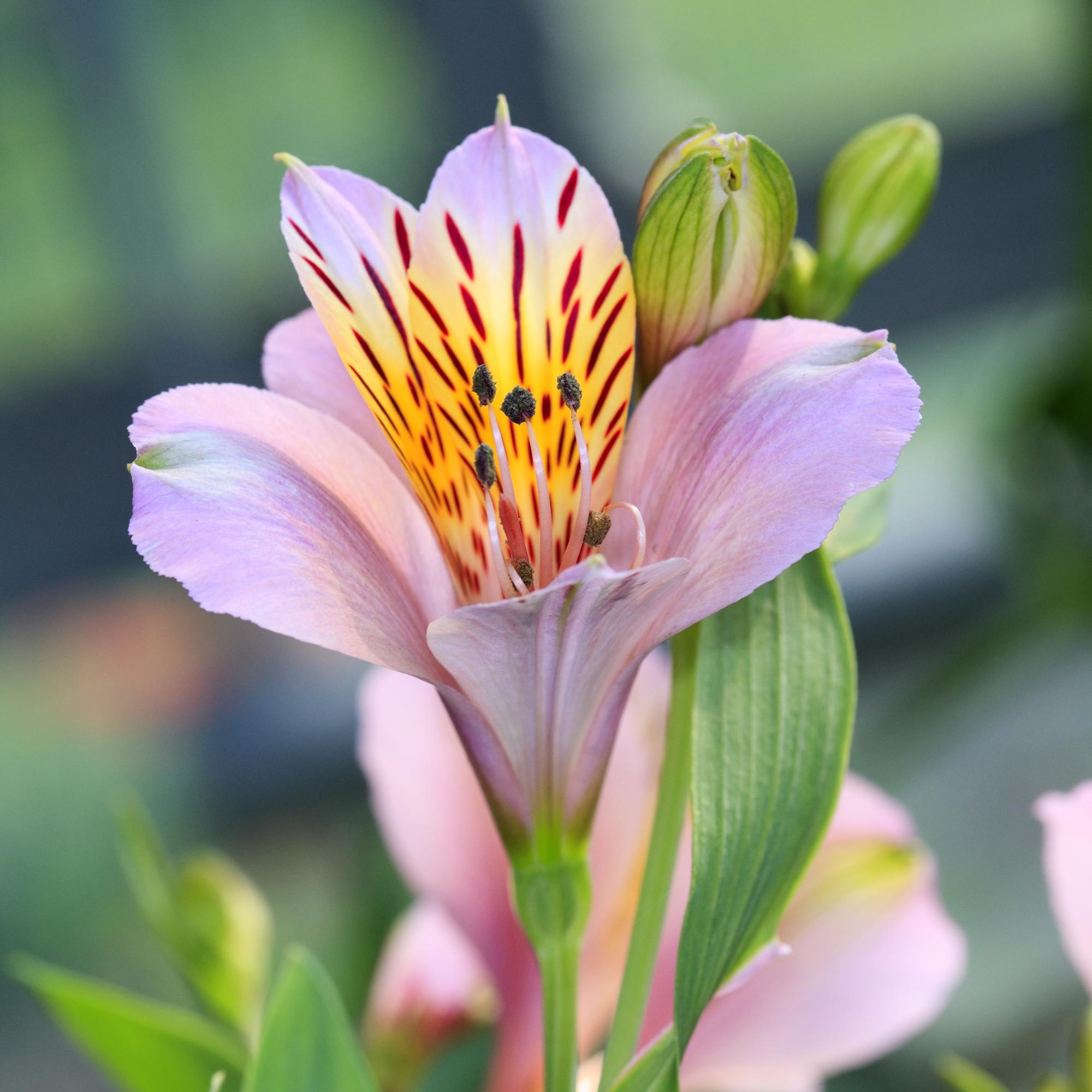 Inkalilja hurmaa sekä leikkona että kesäkukkaruukussa – näin sen kasvatus sujuu!