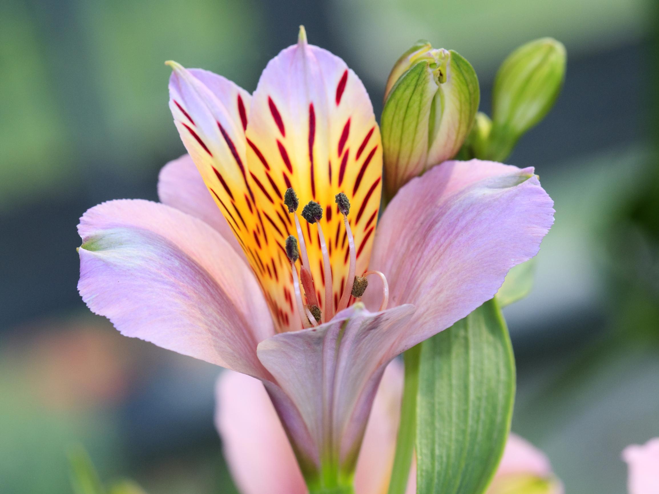 Inkalilja hurmaa sekä leikkona että kesäkukkaruukussa – näin sen kasvatus sujuu!