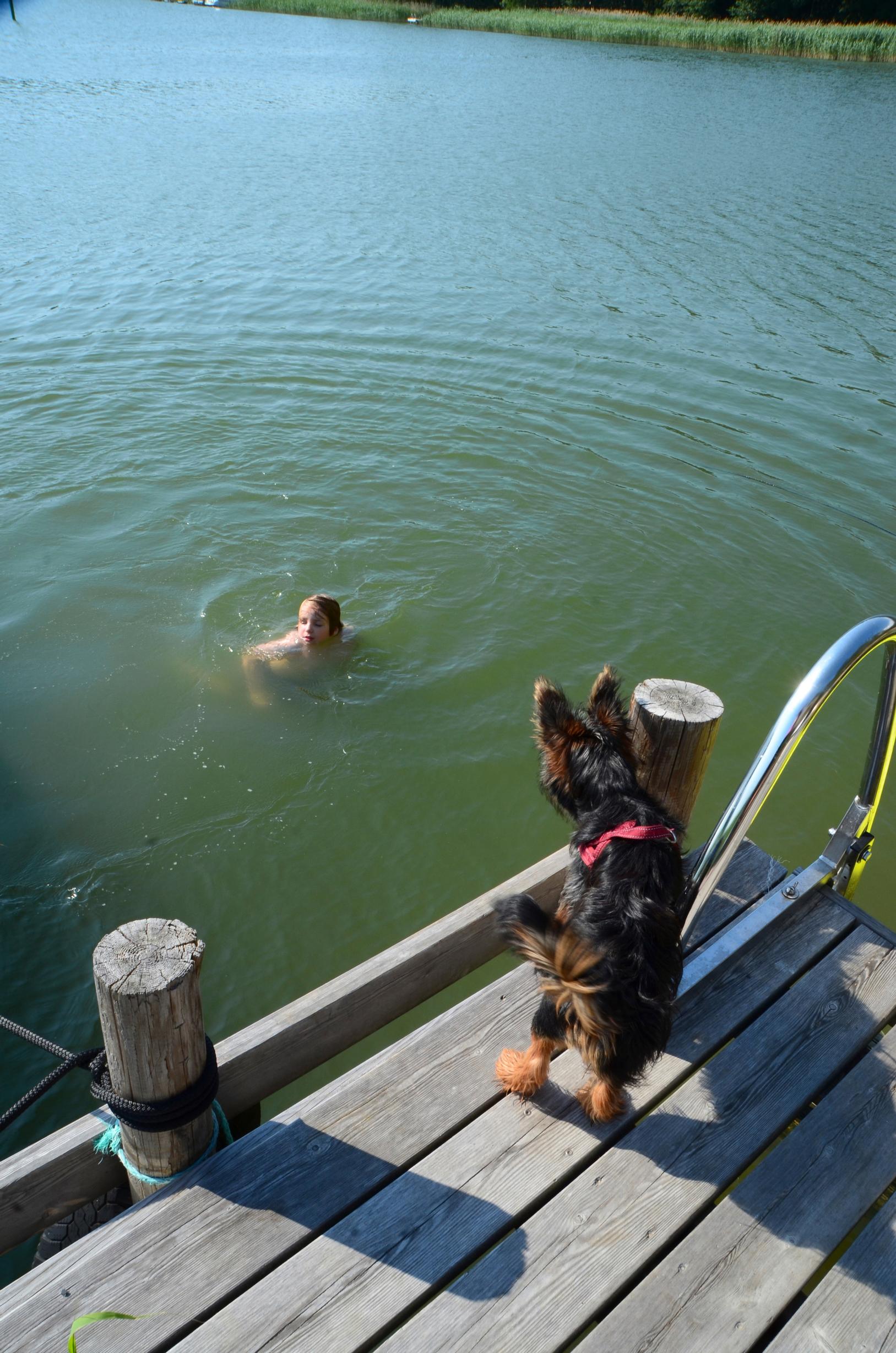 koira laiturilla ja uimari vedessä