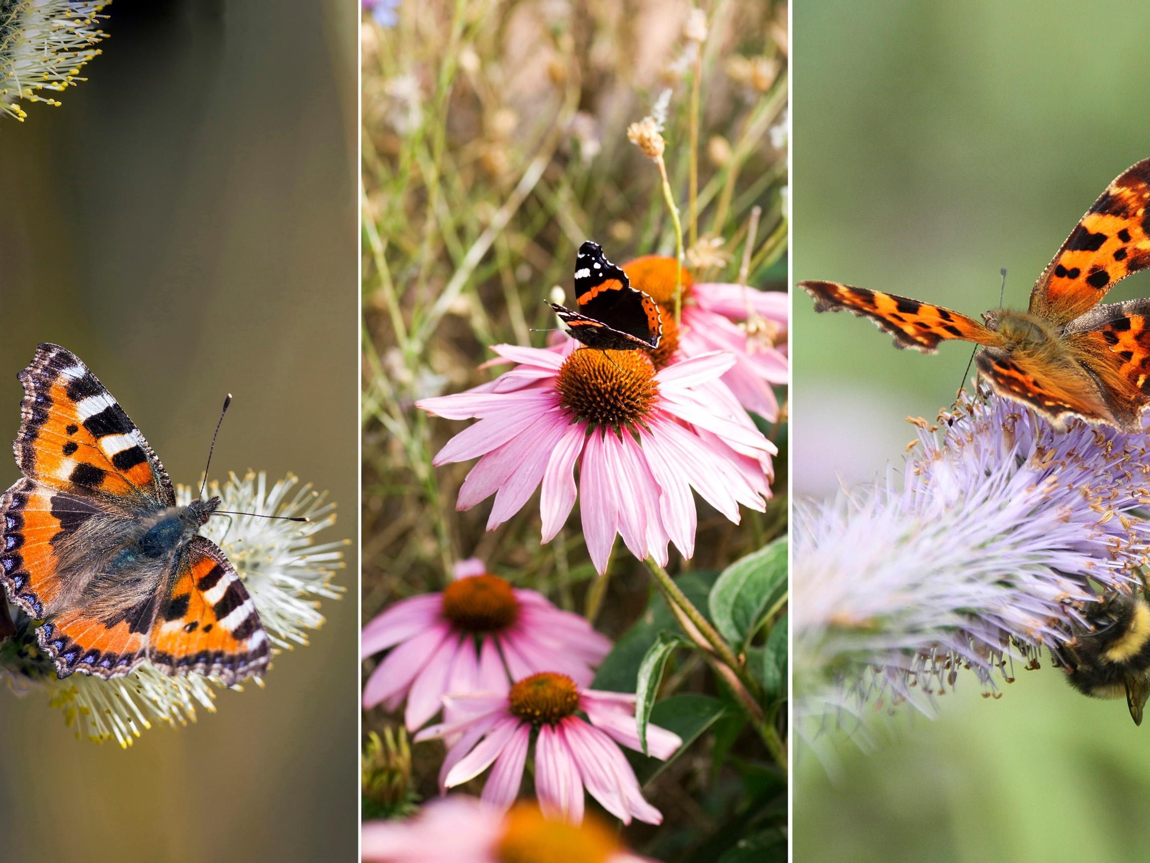 Mitä perhoset syövät? Aikuisilla ja toukilla on omat lempikasvinsa – näillä houkuttelet perhoset pihaasi!