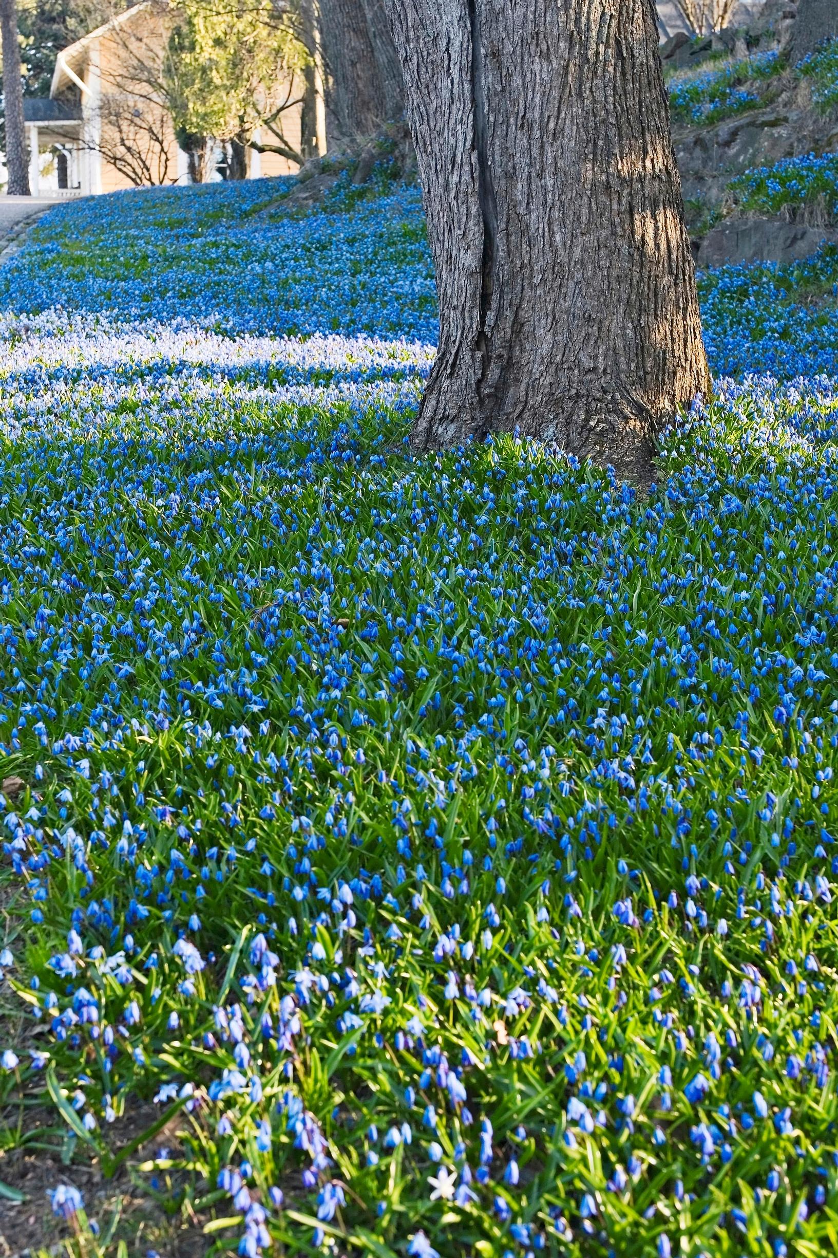 Idänsinililja (Scilla siberica).