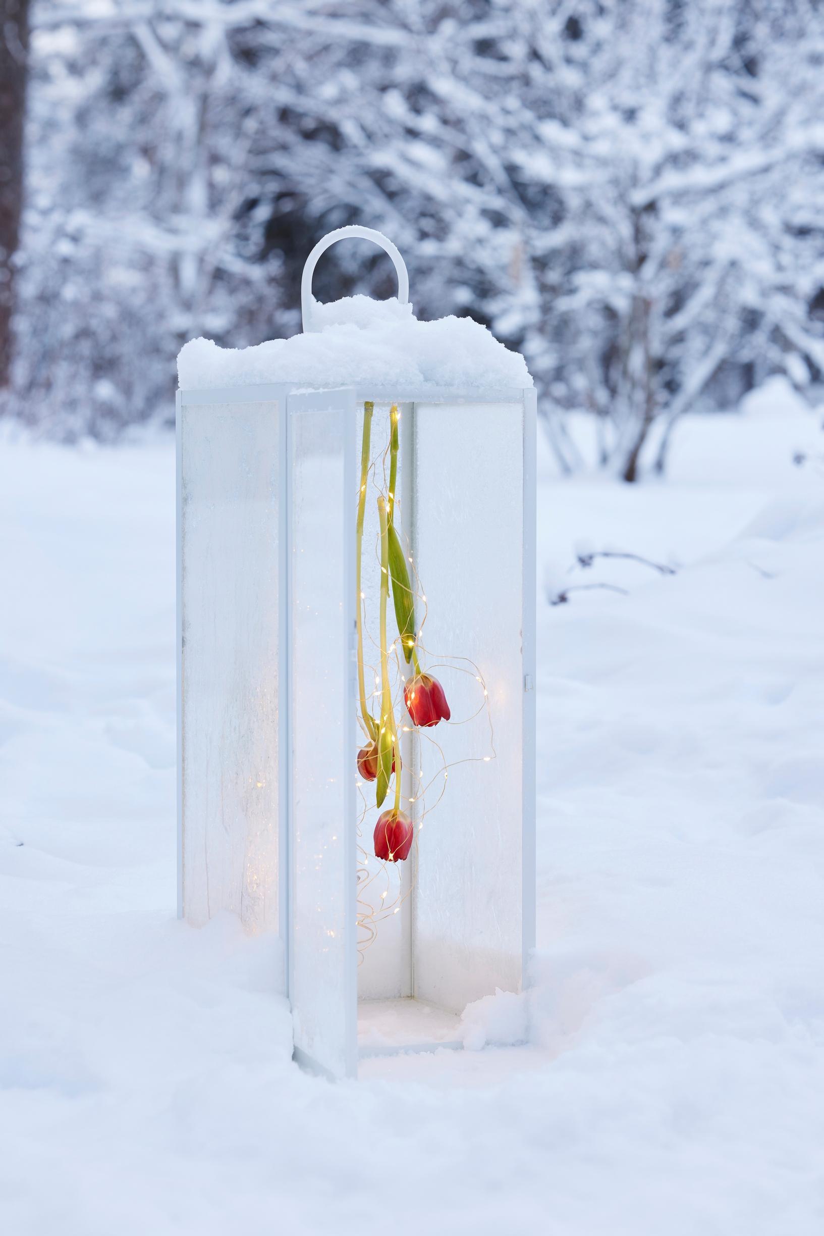Lumisessa maassa lyhty, jonka katosta roikkuu valosarja ja kolme punaista tulppaania.