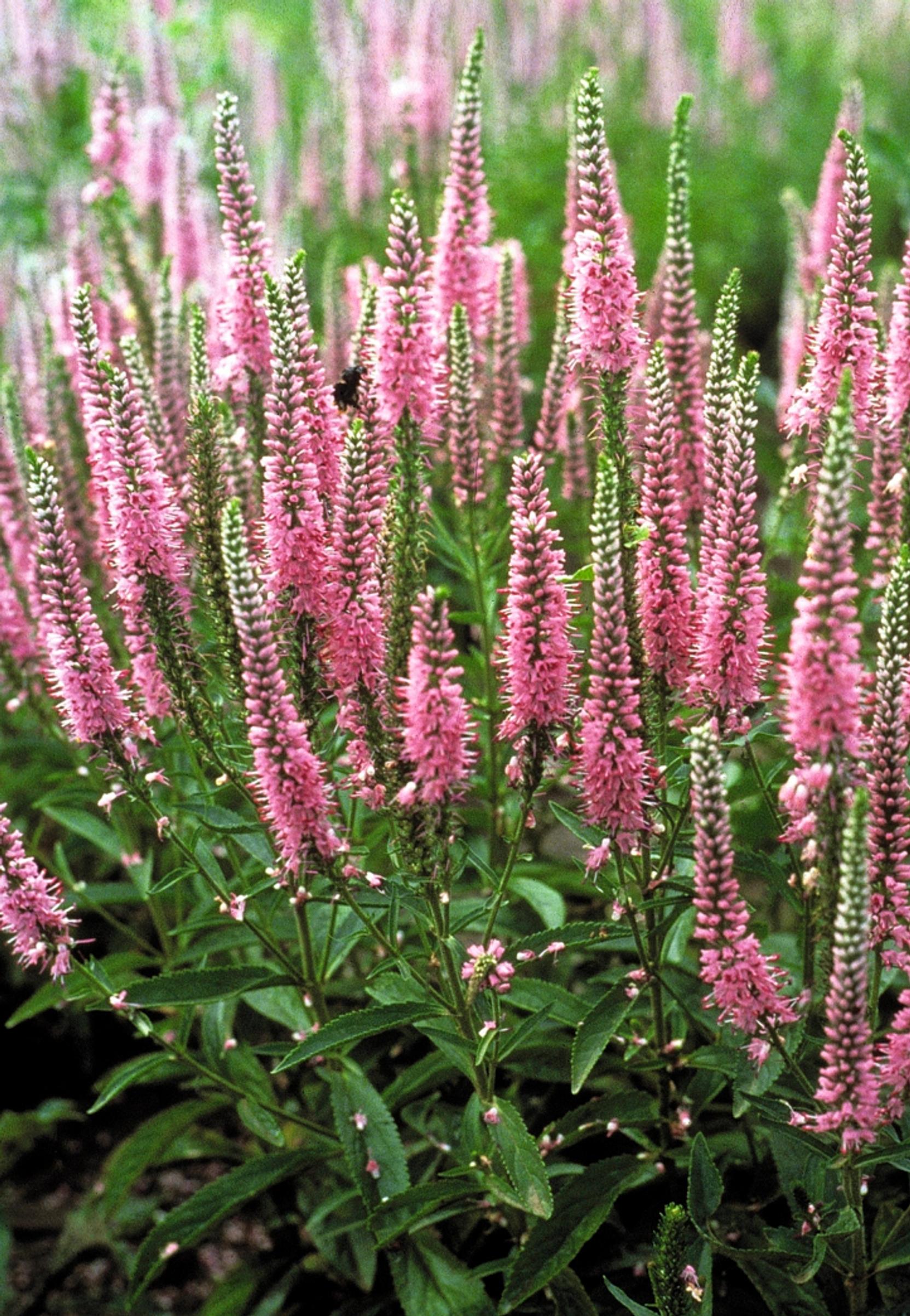 Rantatädyke Veronica longifolia Pink Shades