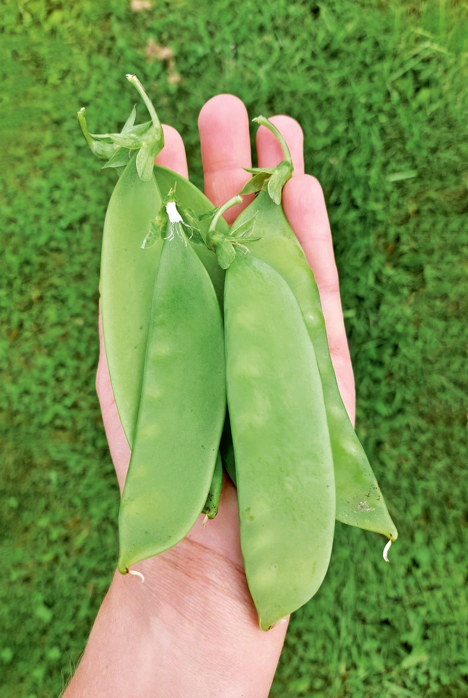 Sokeriherne ’Lokförare Bergfälts Jätteärt’