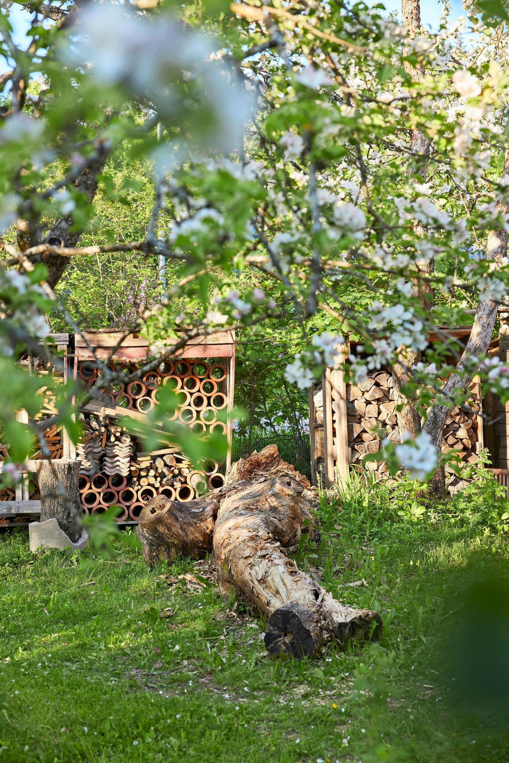 Hyönteishotellit ja hevoskastanjan runko, jossa kasvaa osterivinokkaita