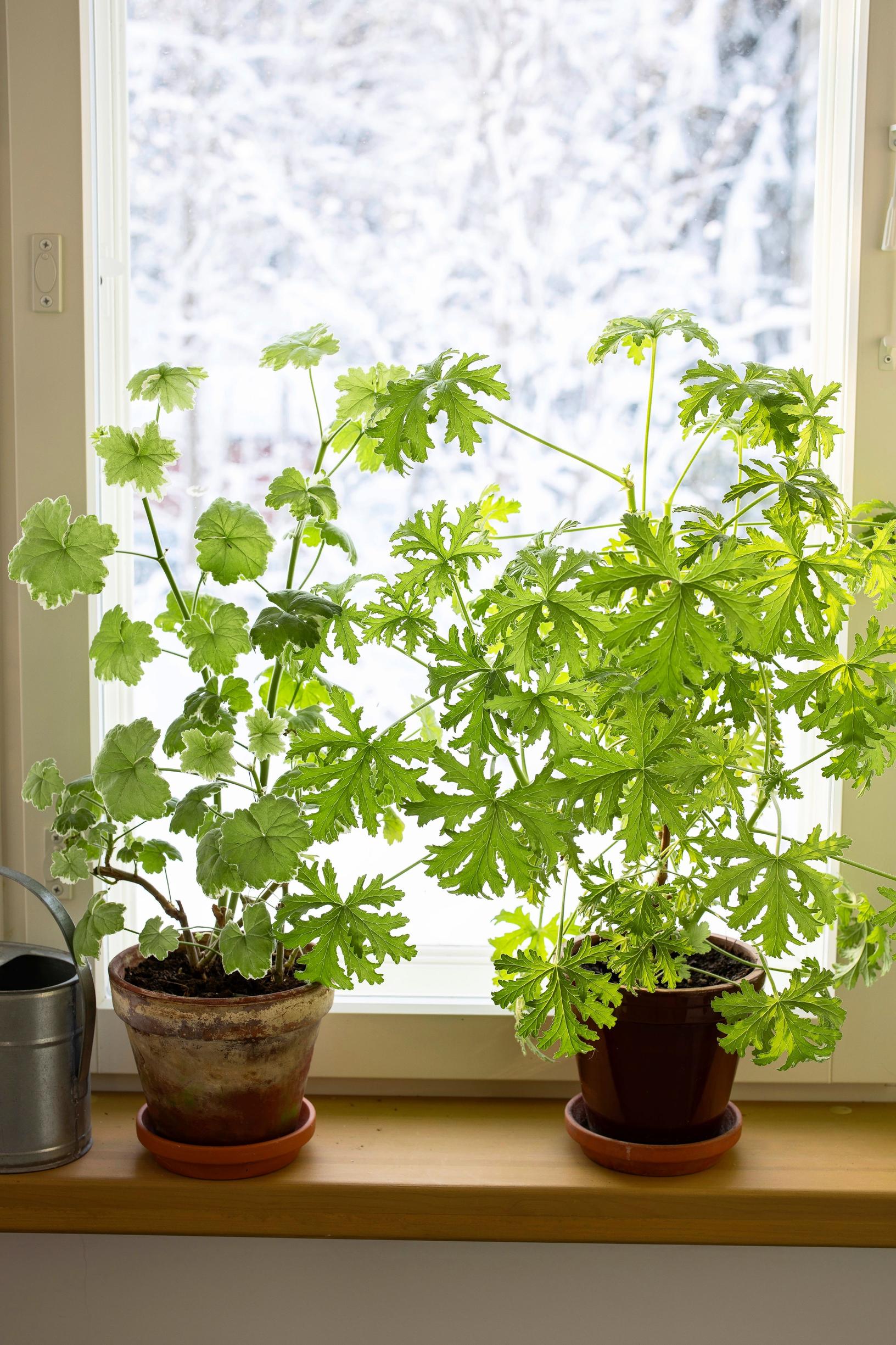 Pelargonin talvetus