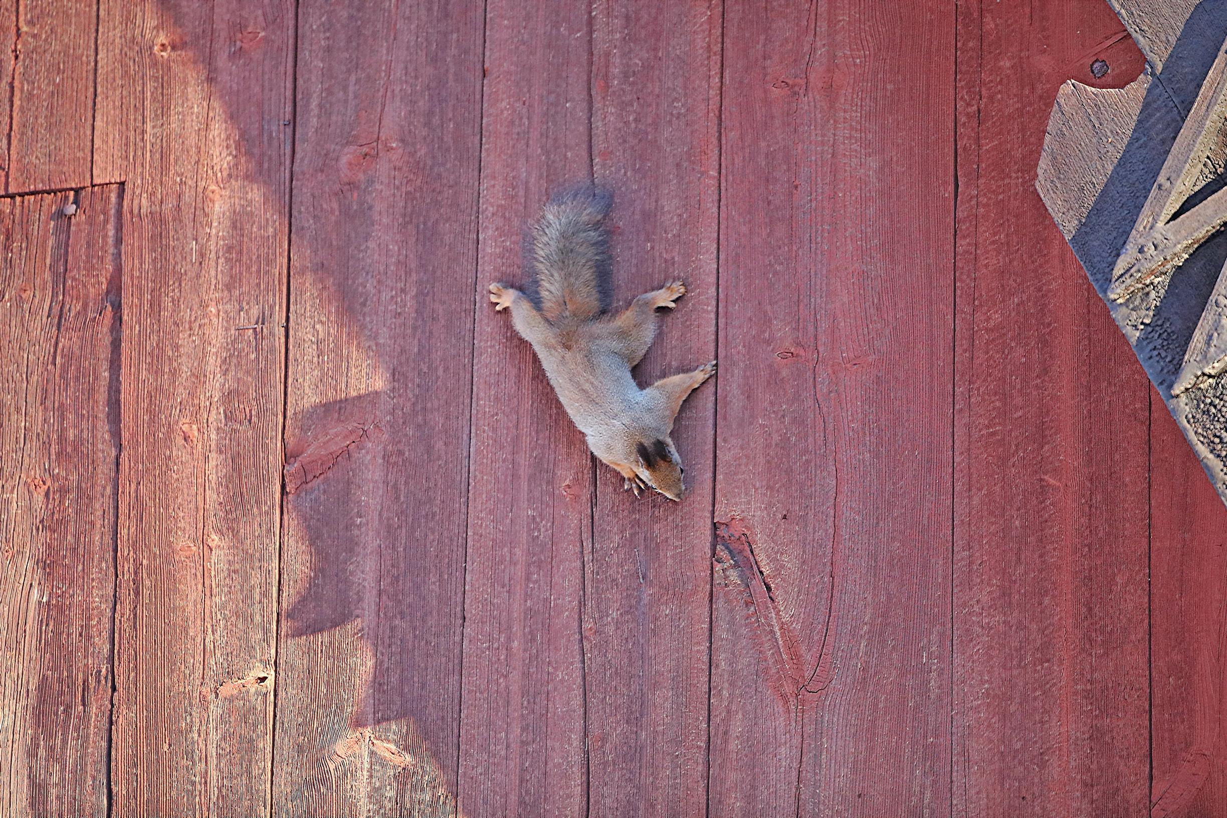 orava punaisella lautaseinällä pää alaspäin