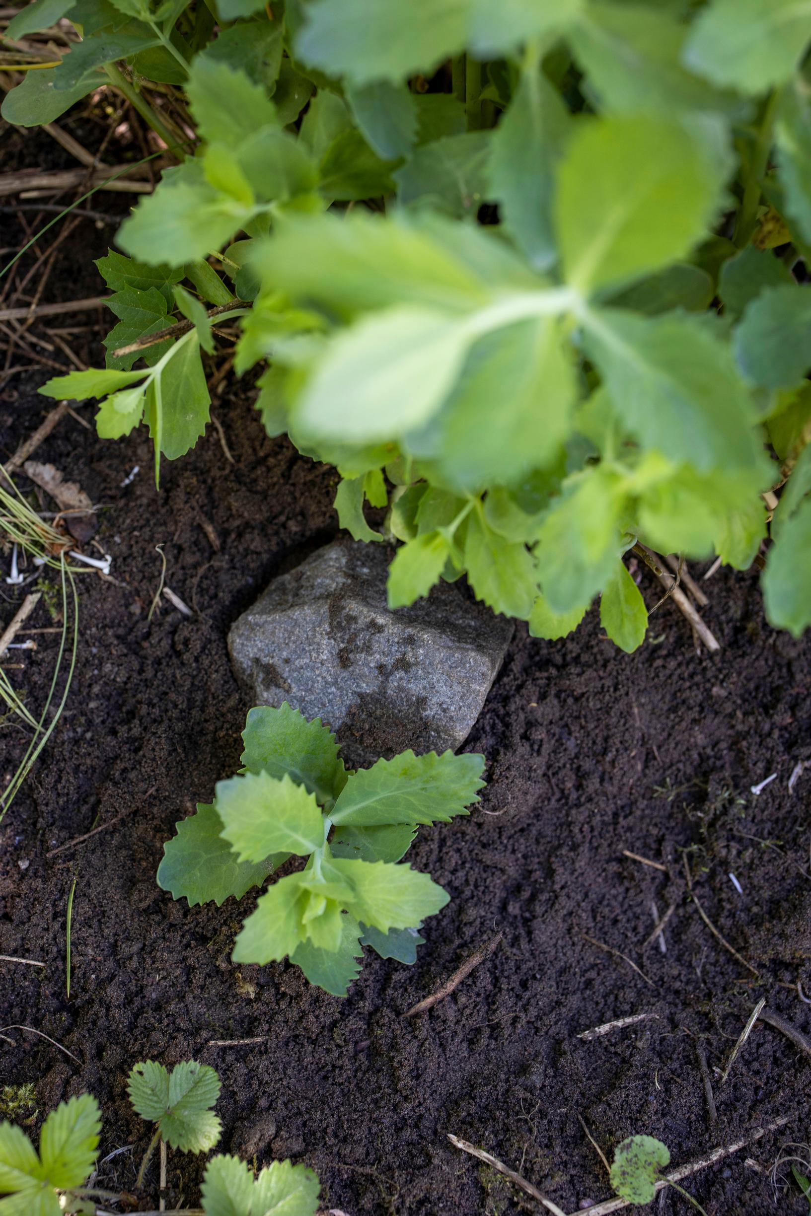 Perennojen lisäys taivukkaista