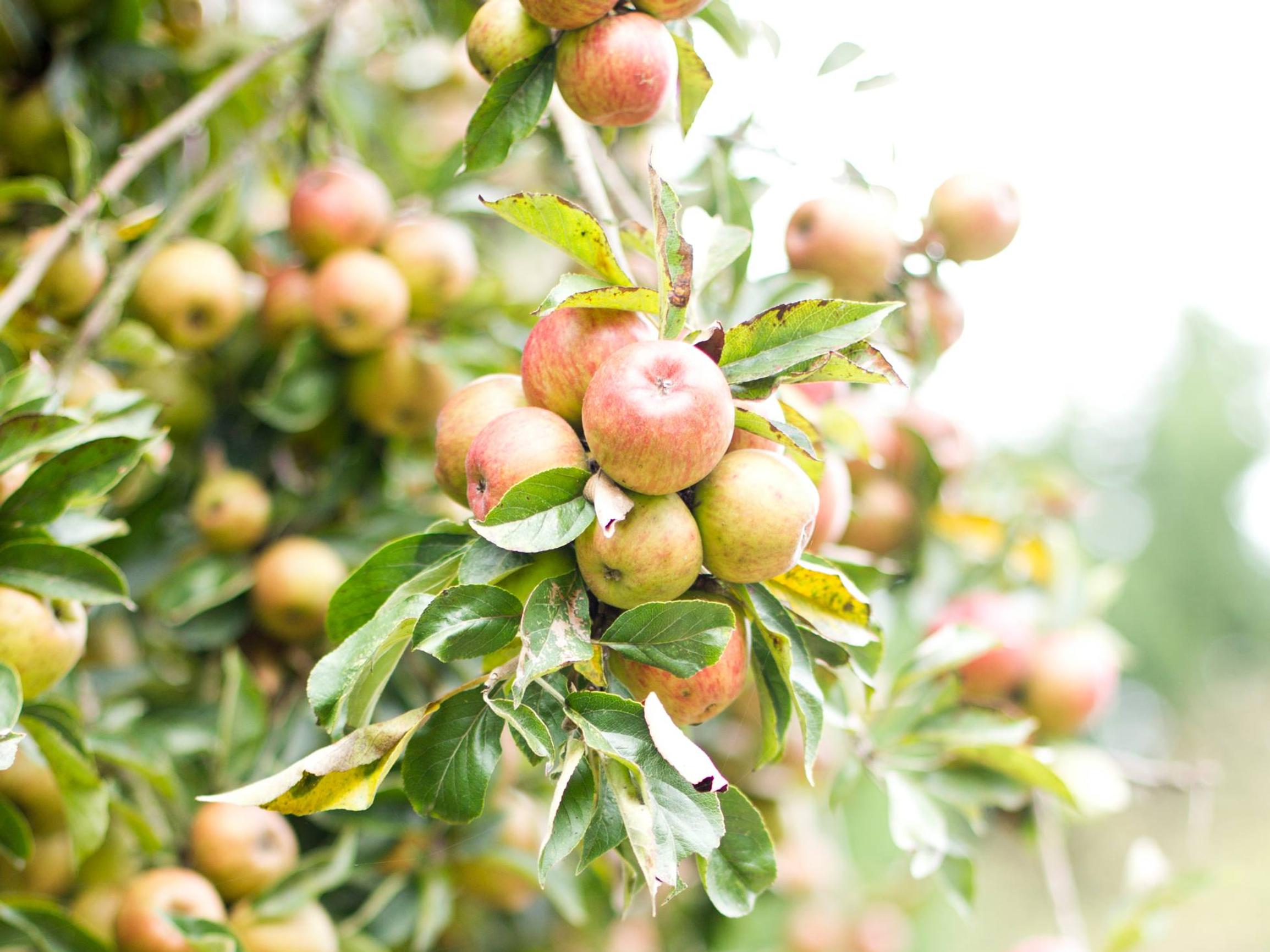 Jos omenapuun oksa repeää sadon painosta, toimi näin, neuvoo puunhoitaja