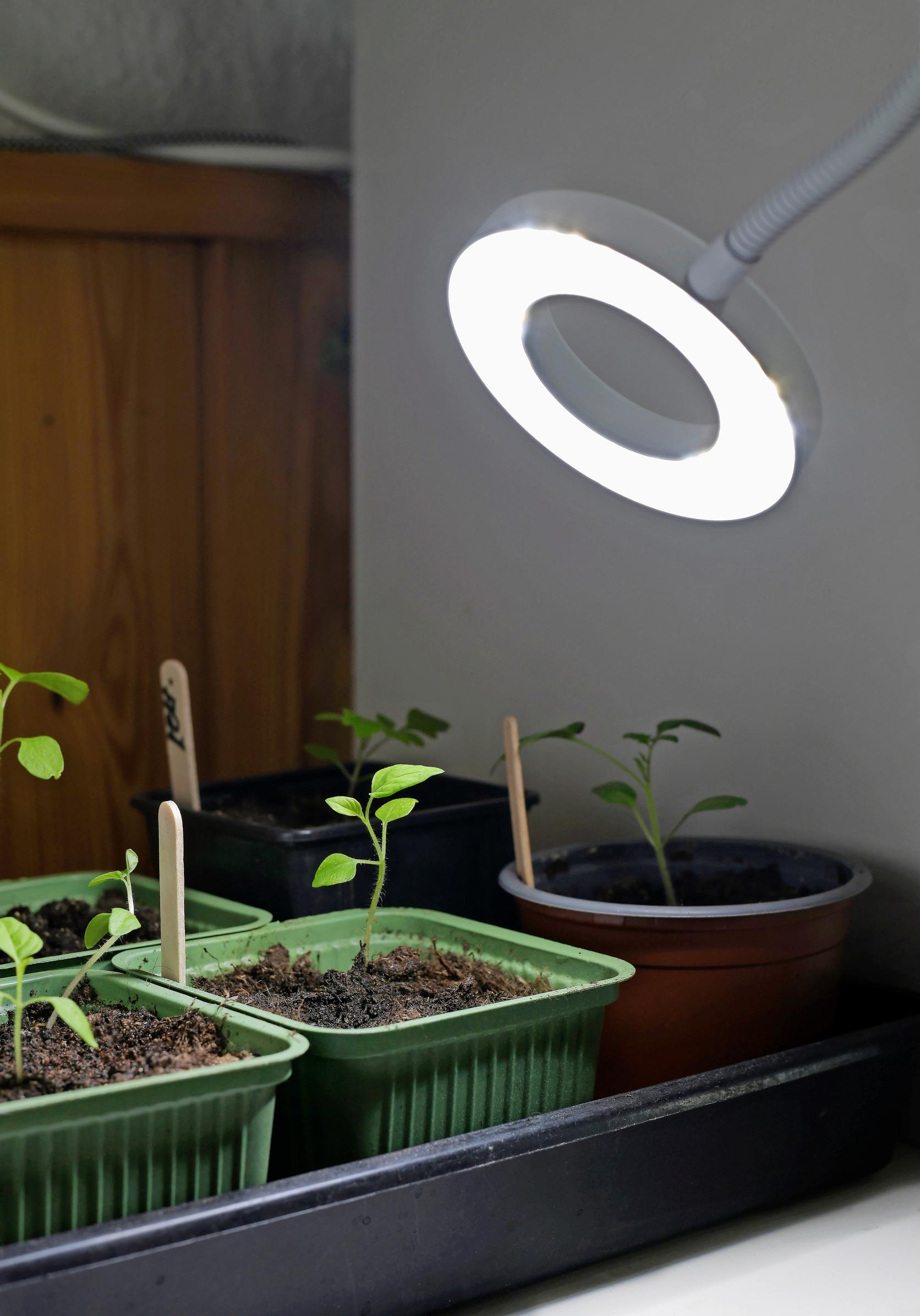 Kasvivalo viherkasville varustettu taivutettavalla varrella.