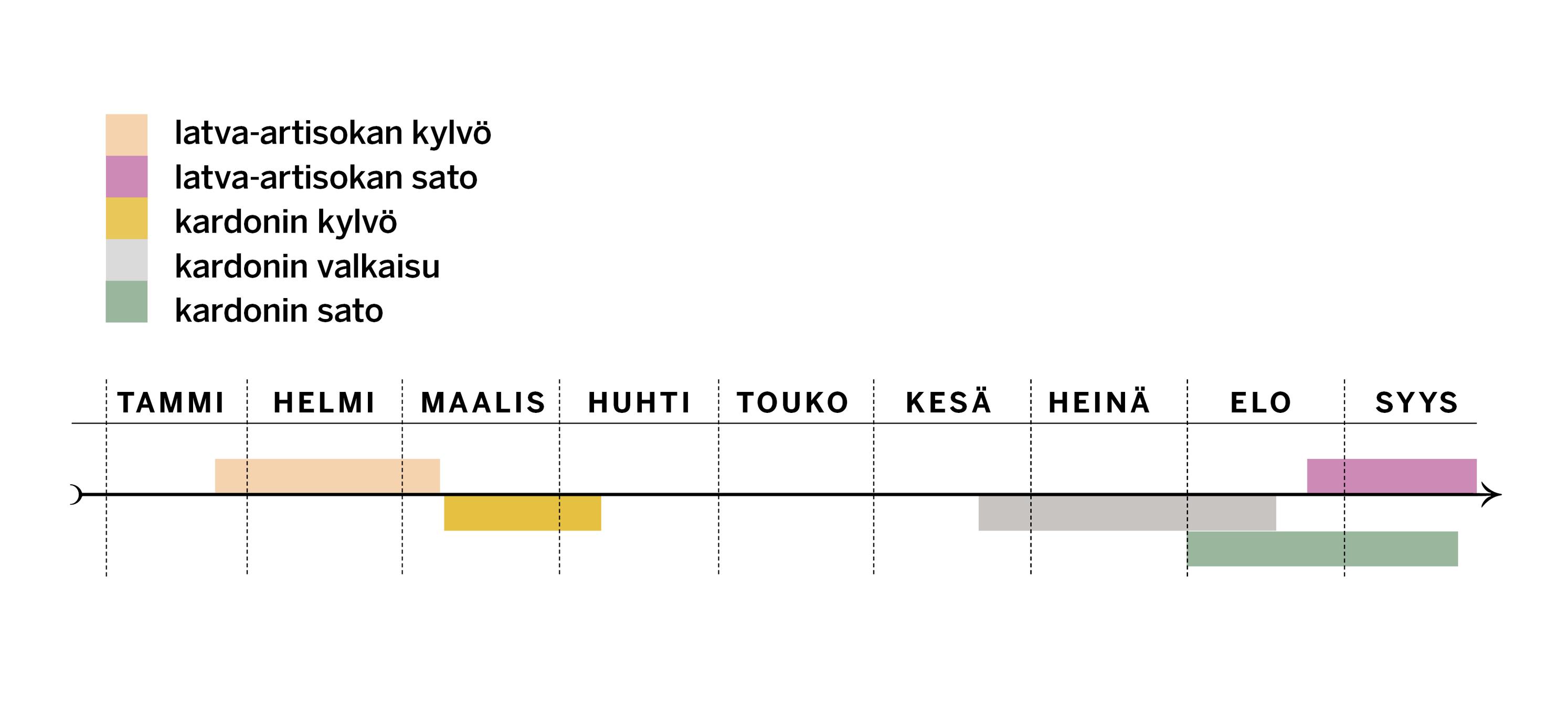 Latva-artisokan ja kardonin kylvöaika ja sadonkorjuu
