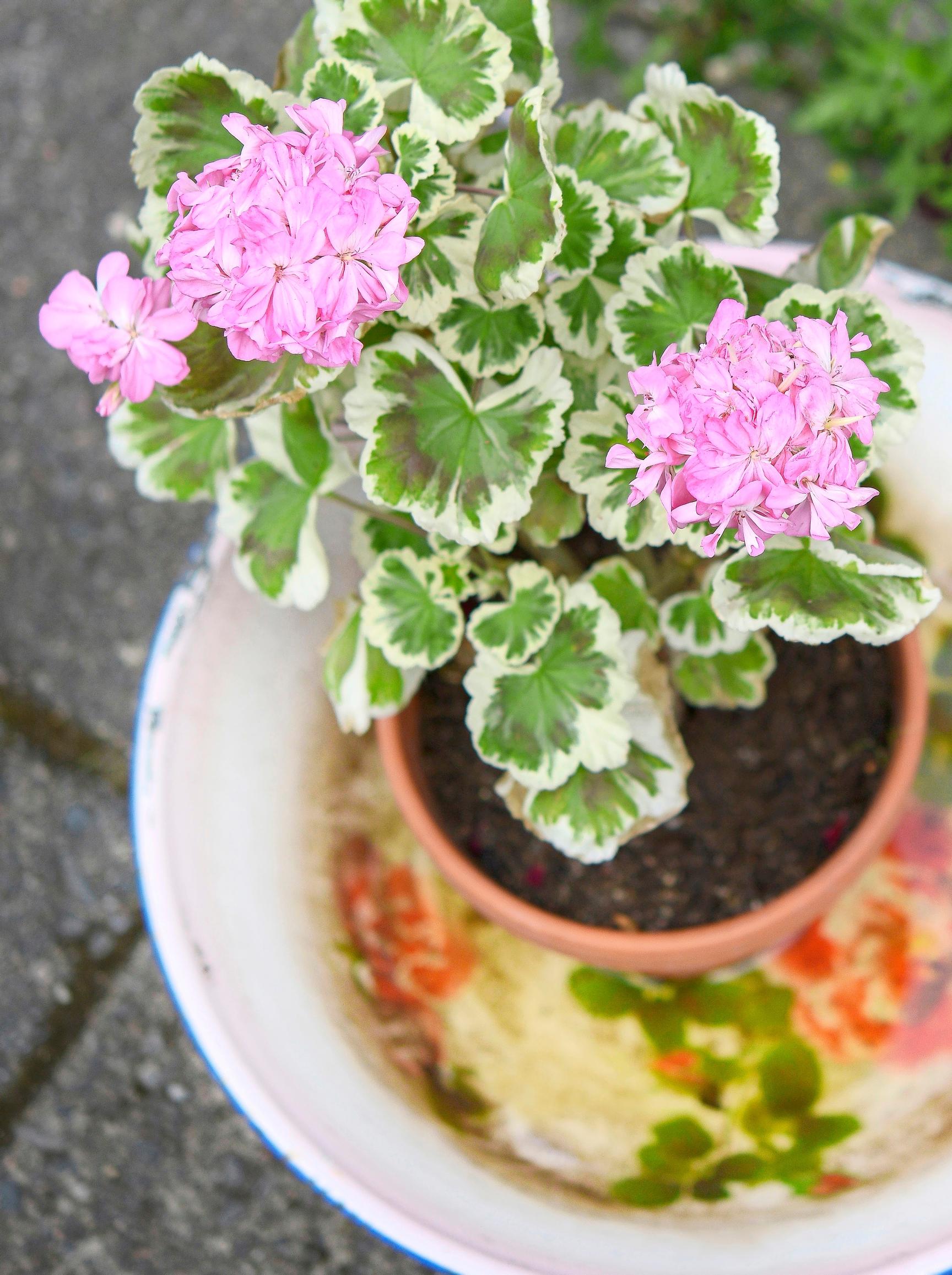 Pelargoni