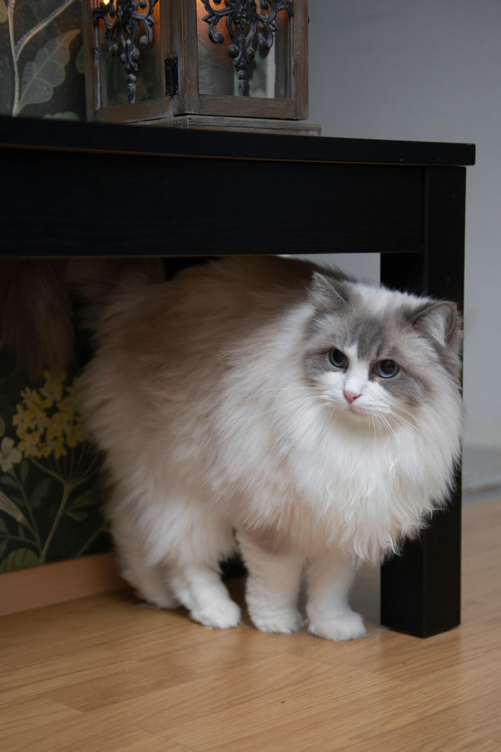 ragdoll-kissa Ninni