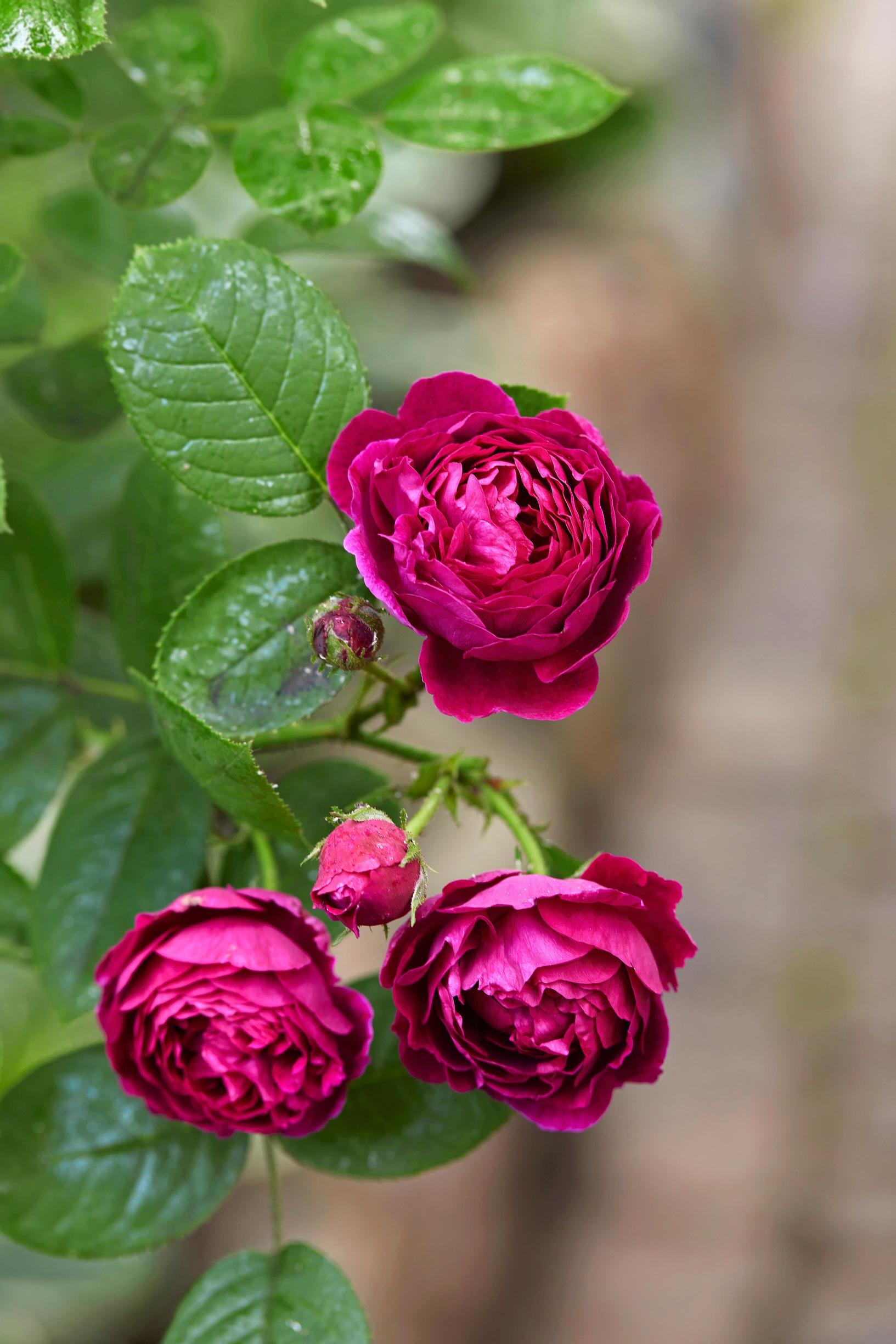 Bourbonruusu ’Zigeunerknabe’ on vuodelta 1869.
