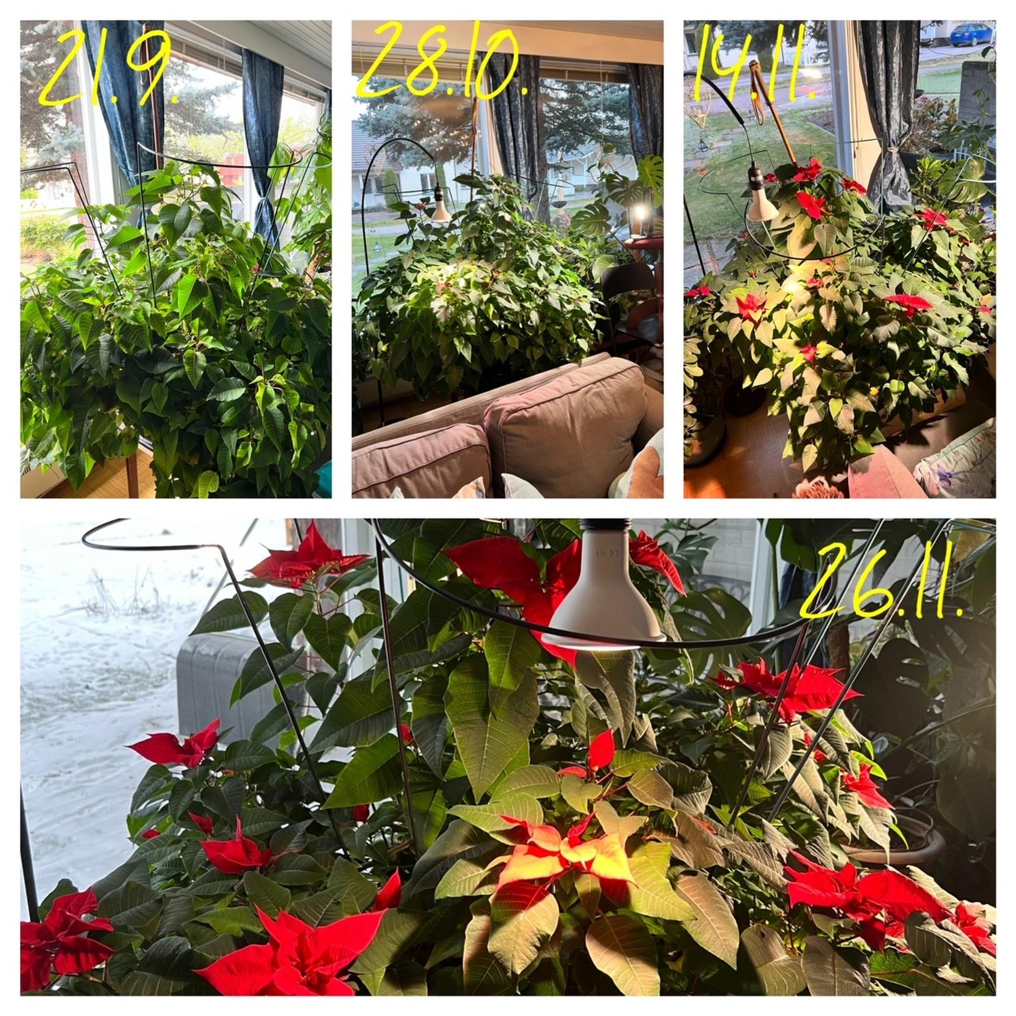 kollaasi siitä, miten Hannan joulutähden kukittaminen eteni