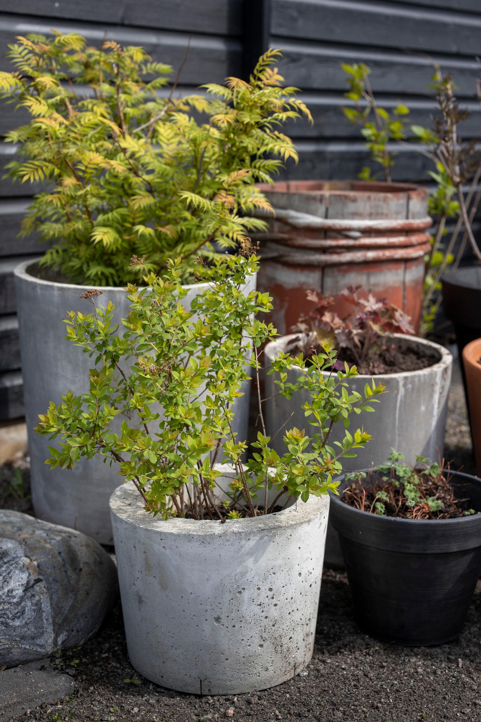 Ruukkuasetelmassa perennoja ja pensaita