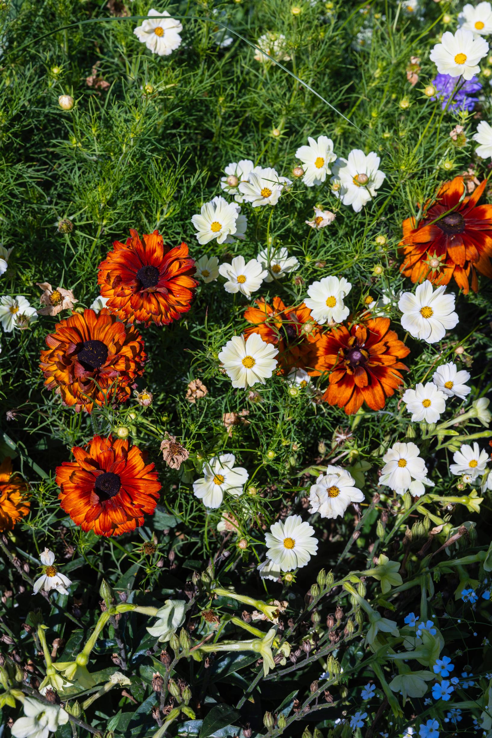 Rudbeckia 'Cherokee Sunset' Töölönlahden puistossa