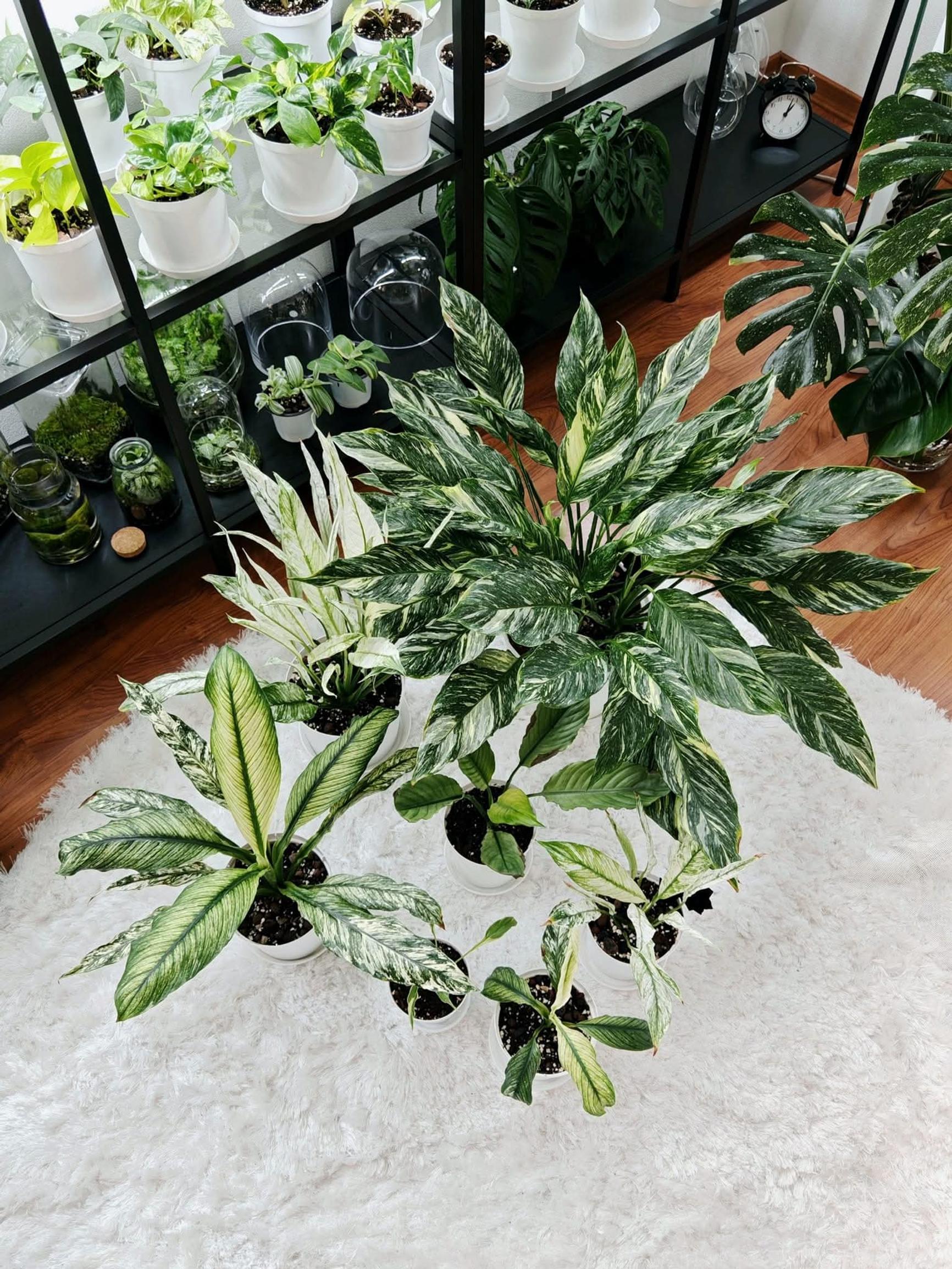Ninan viirivehkakokoelmassa ovat lajikkeet Diamond, Wallisii Variegata, Sensation Variegata, Platinum Mist ja Delhi Tricolor.