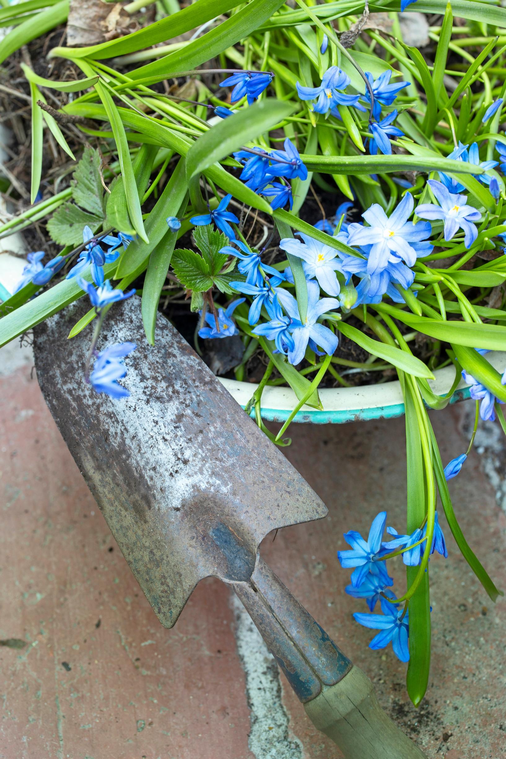 Scilla maasta nostettuna