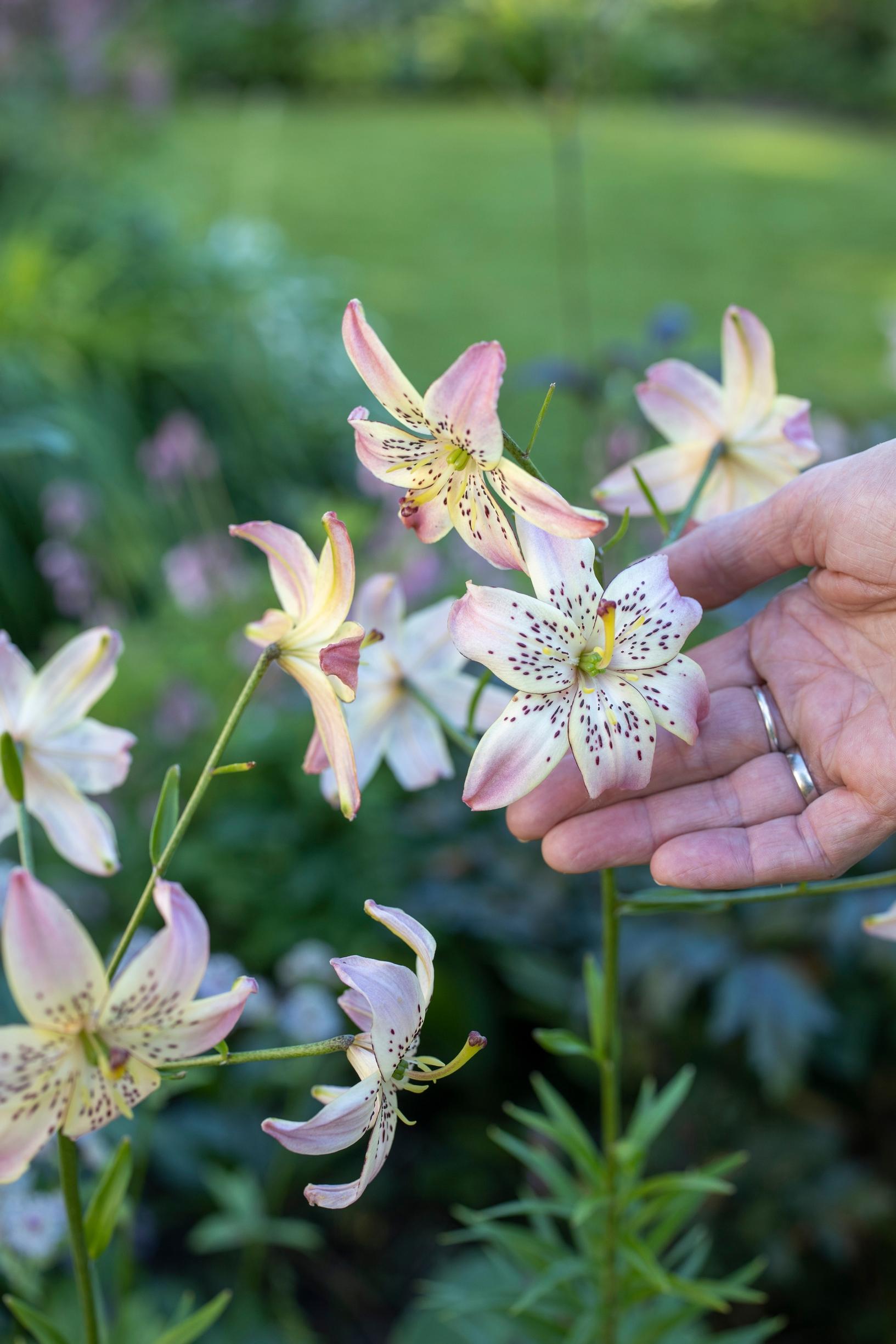 'Corsage'- tiikerililja