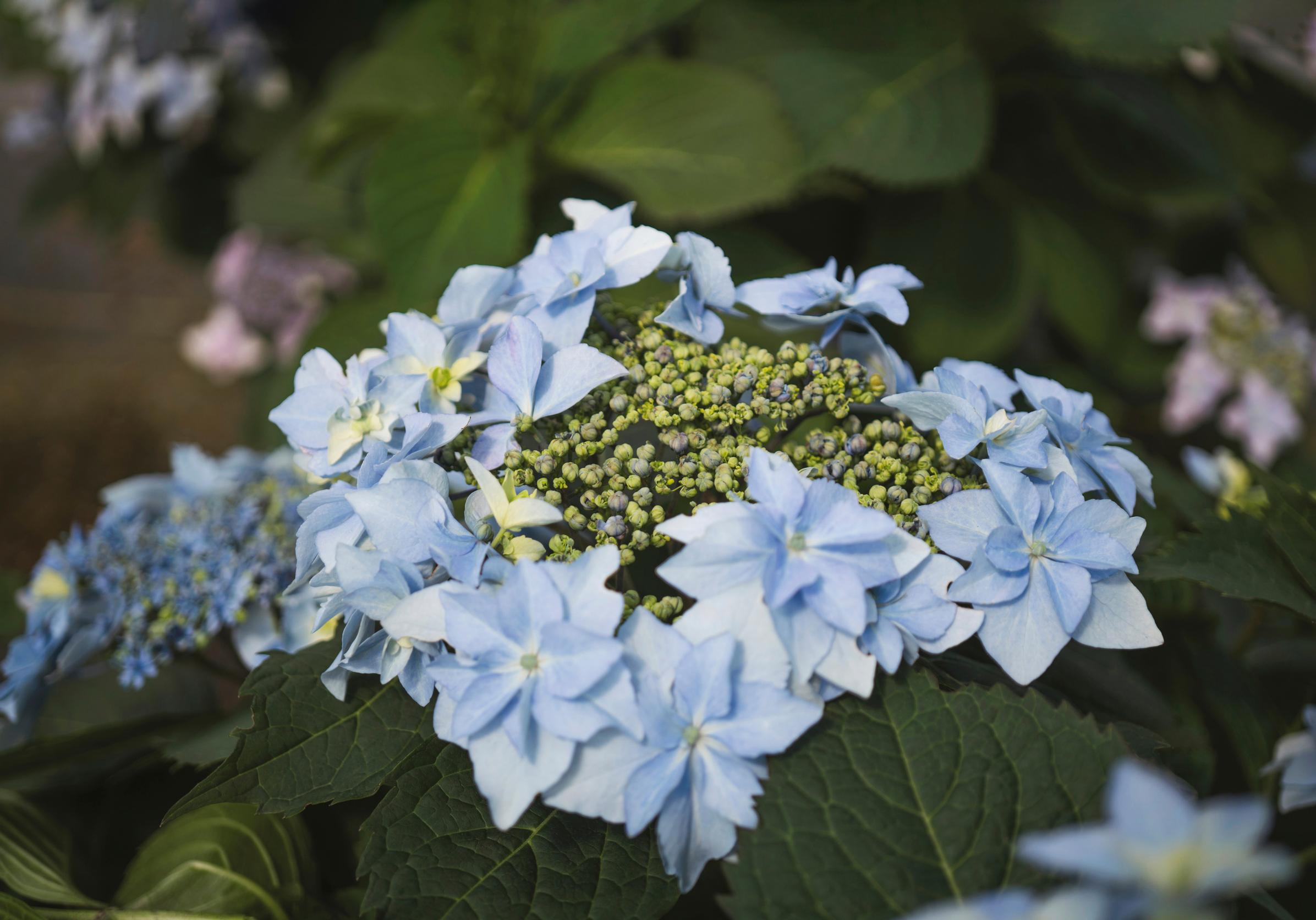 Safiirihortensia Flair & Flavours Blue Sprinkles