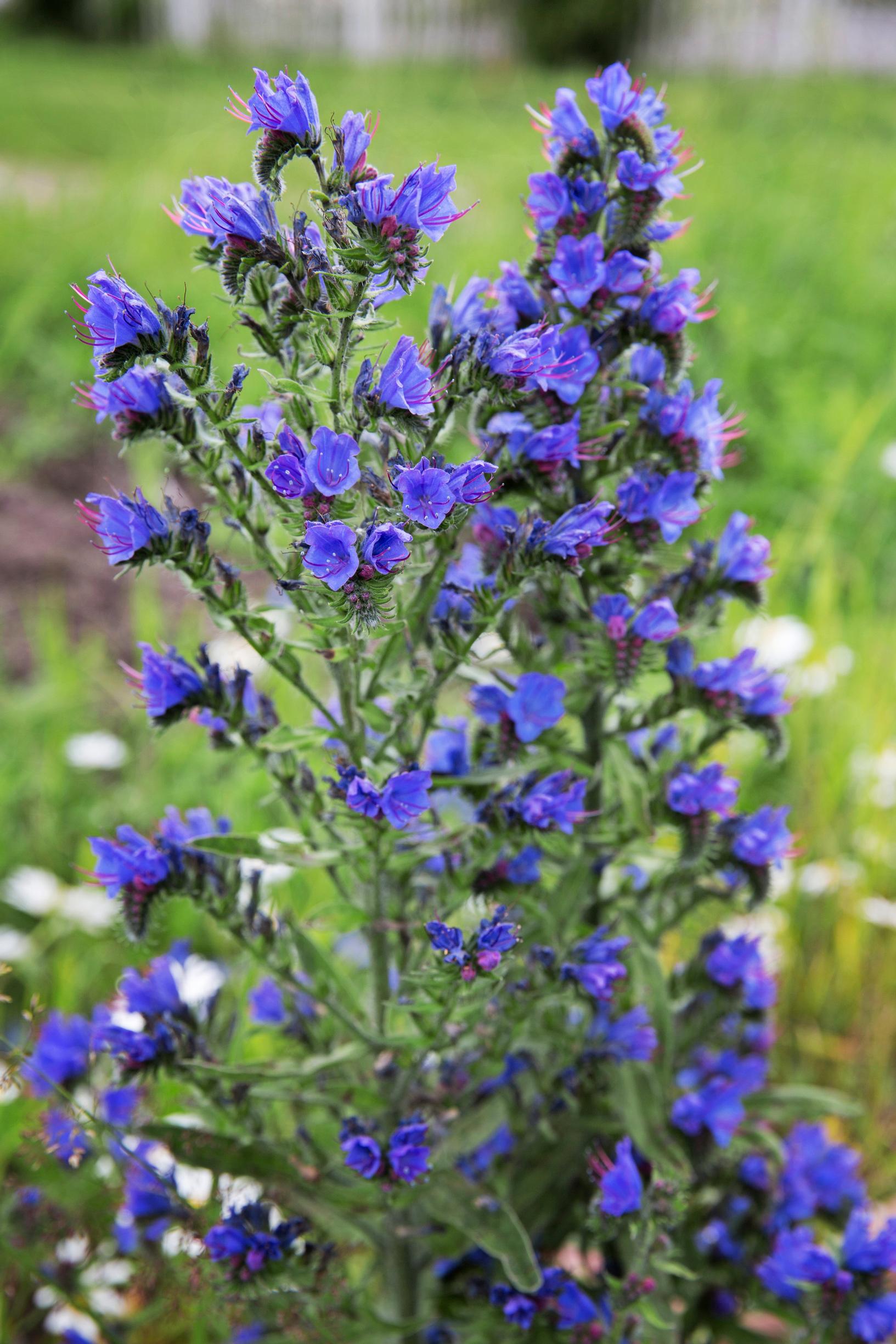 Kaksivuotiset kasvit: kyläneidonkieli.