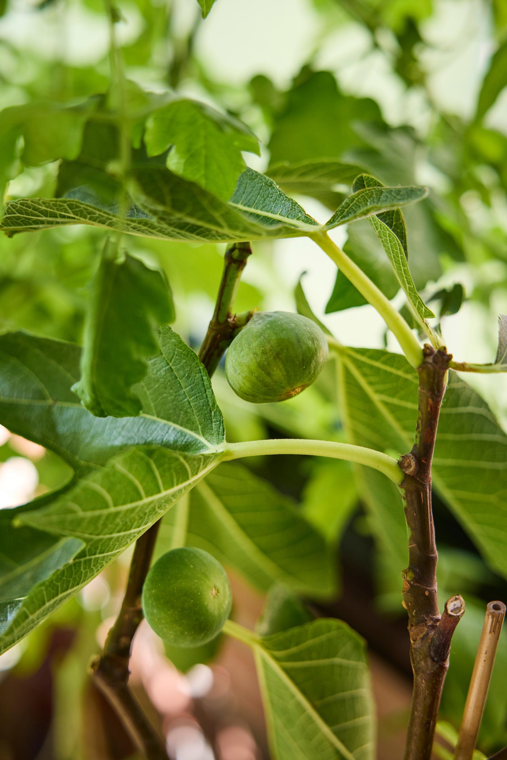 Sisustussuunnittelijan parveke: Aitoviikuna, Ficus carica