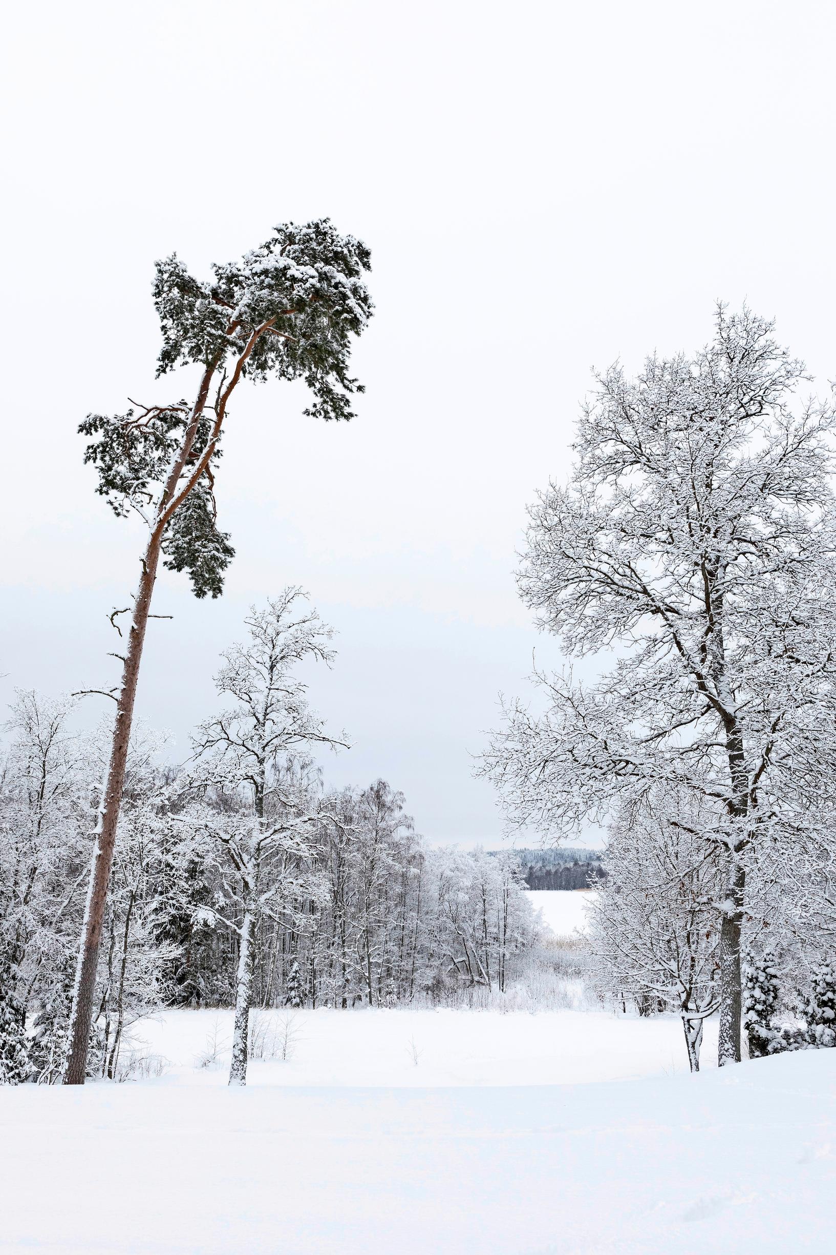Luminen metsämaisema avautuu Bodomjärvelle Espoossa